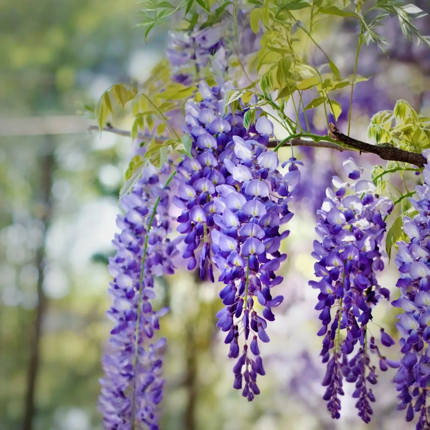 Blue Chinese Wisteria Tree 1-2ft Tall | Live Plant, Ready to Plant | Blue Flowers, Bare Root