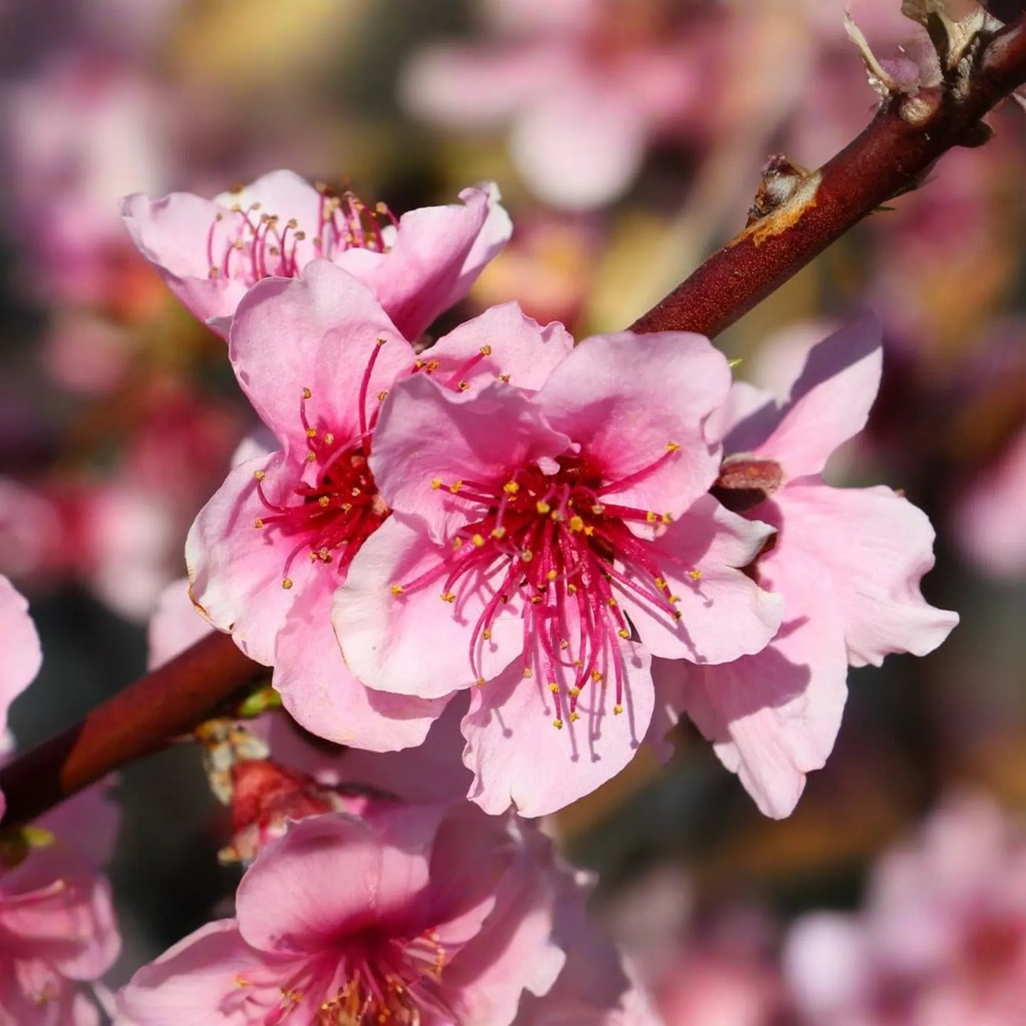 Two 2 Ft Red Haven Peach Tree | Dwarf, Pink Blossoms, Disease-Resistant | Ready to Plant | Non-GMO