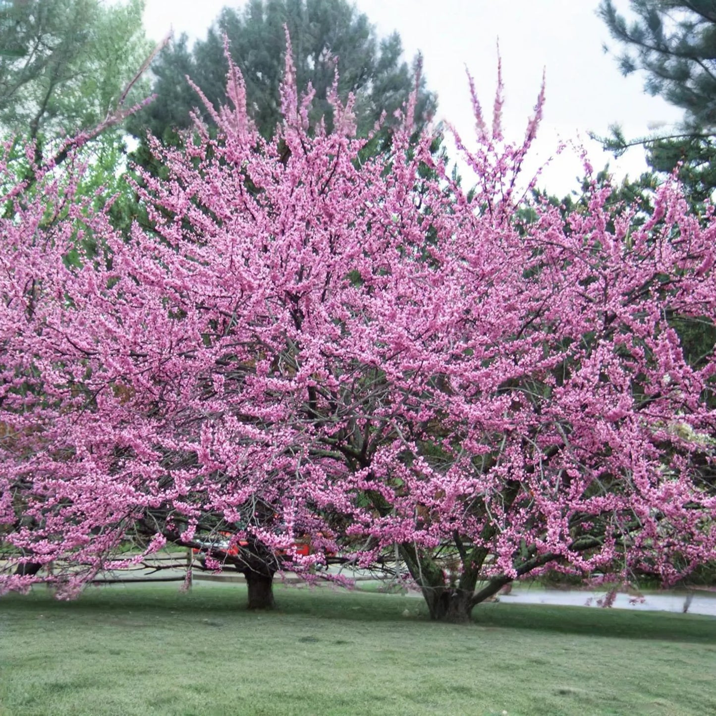 Eastern Redbud Tree 2+ Feet Tall | Purple Flowers | Hardy for Zones 4-8 | Ready to Plant Now | Ornamental Tree