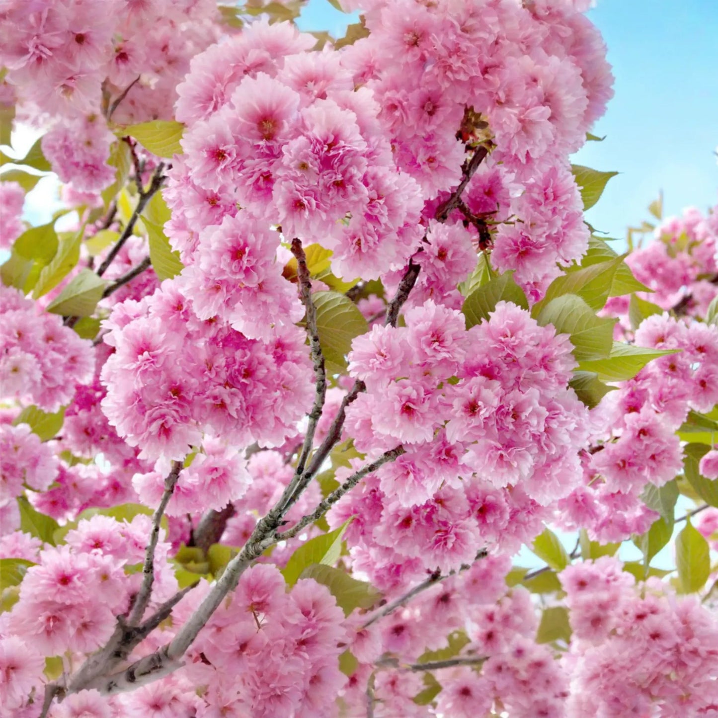 Kwanzan Flowering Cherry Tree - 1-2 Ft Live Bare Root | Pink Blooms | Fast Growing | Ready to Plant | Perfect for Home Gardens
