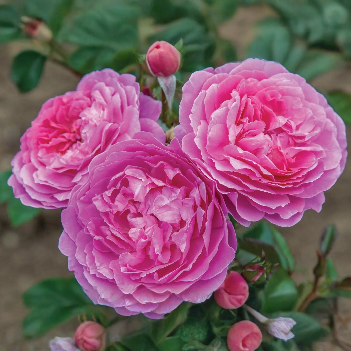 Orchid Romance Rose - 1.5 Gal Pot | Fragrant Pink-Lavender Floribunda | Reblooming, Disease-Resistant | Zones 5-10
