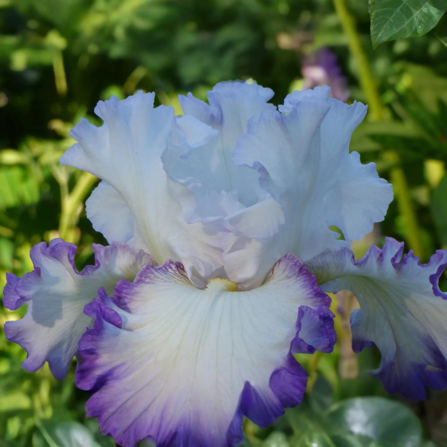 Center Ice Iris Plant - Quart Pot | Large Purple & White Flowers | Hardy Perennial | Zones 3-10