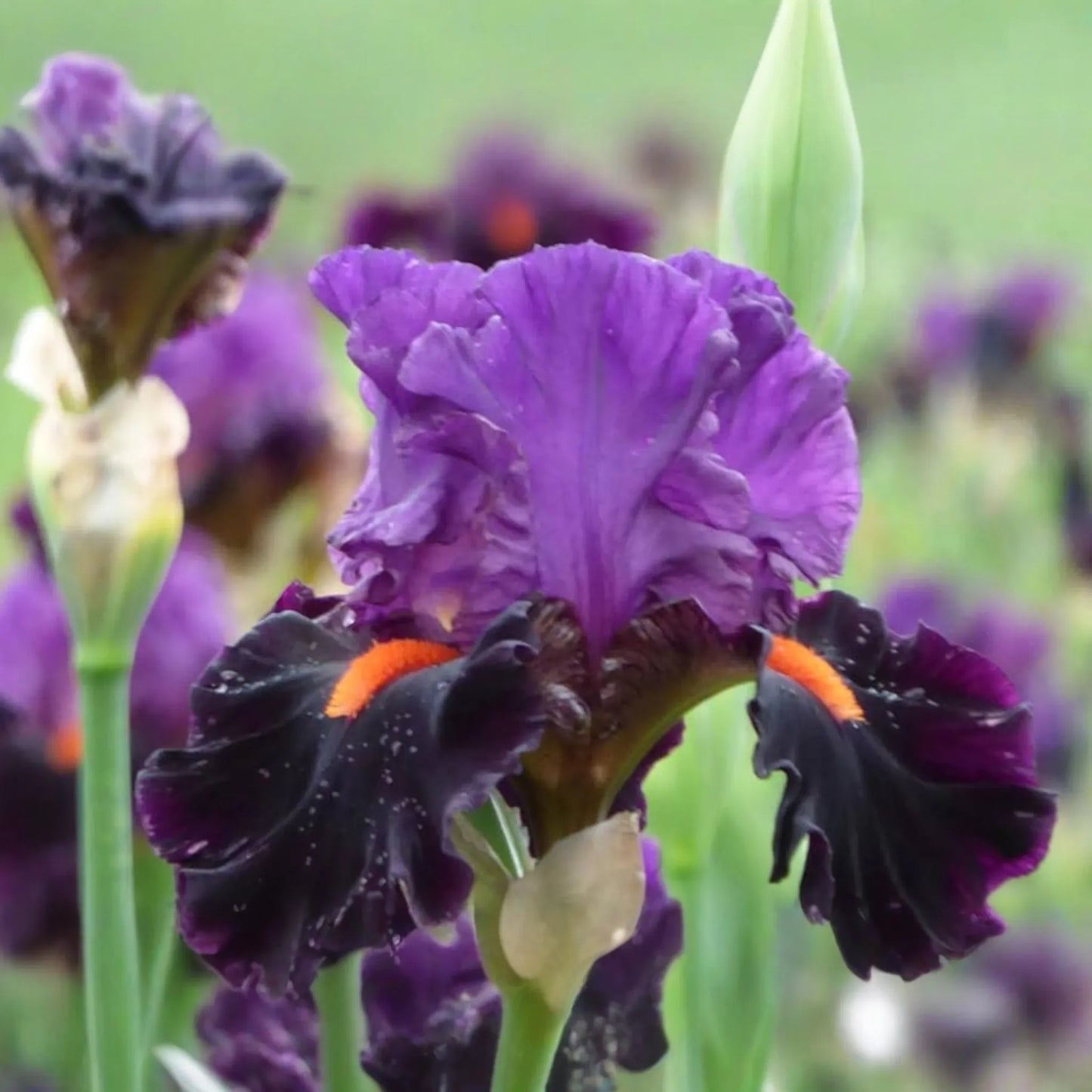 Sharp Dressed Man Iris - Quart Pot | Fragrant Black-Purple Perennial | Deer-Resistant | Drought-Tolerant | Zones 3-10