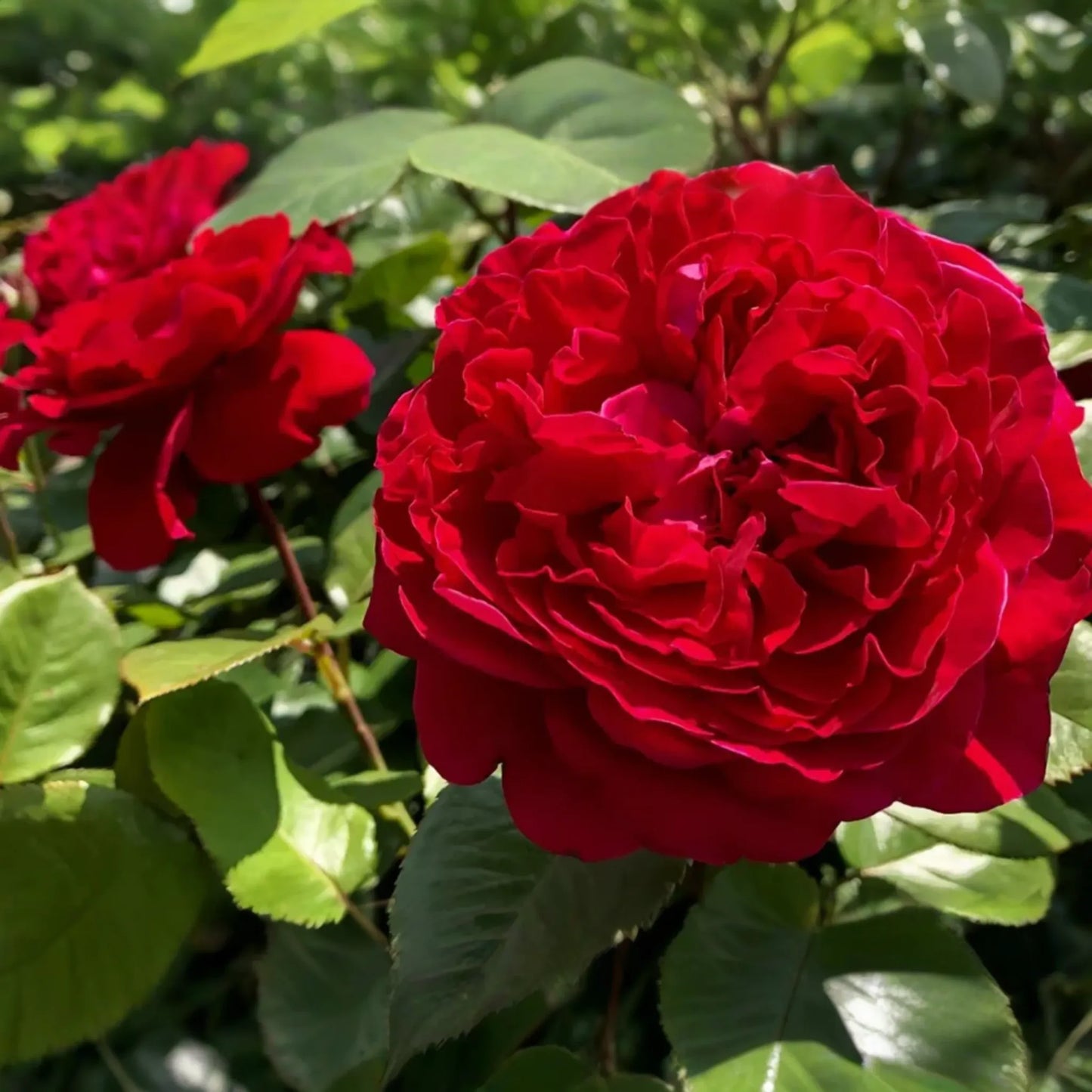Rouge Royal Rose Plant - 1.5 Gal Potted | Highly Fragrant Red Blooms | Heavy Reblooming Floribunda | Zones 6-10 | Pesticide-Free