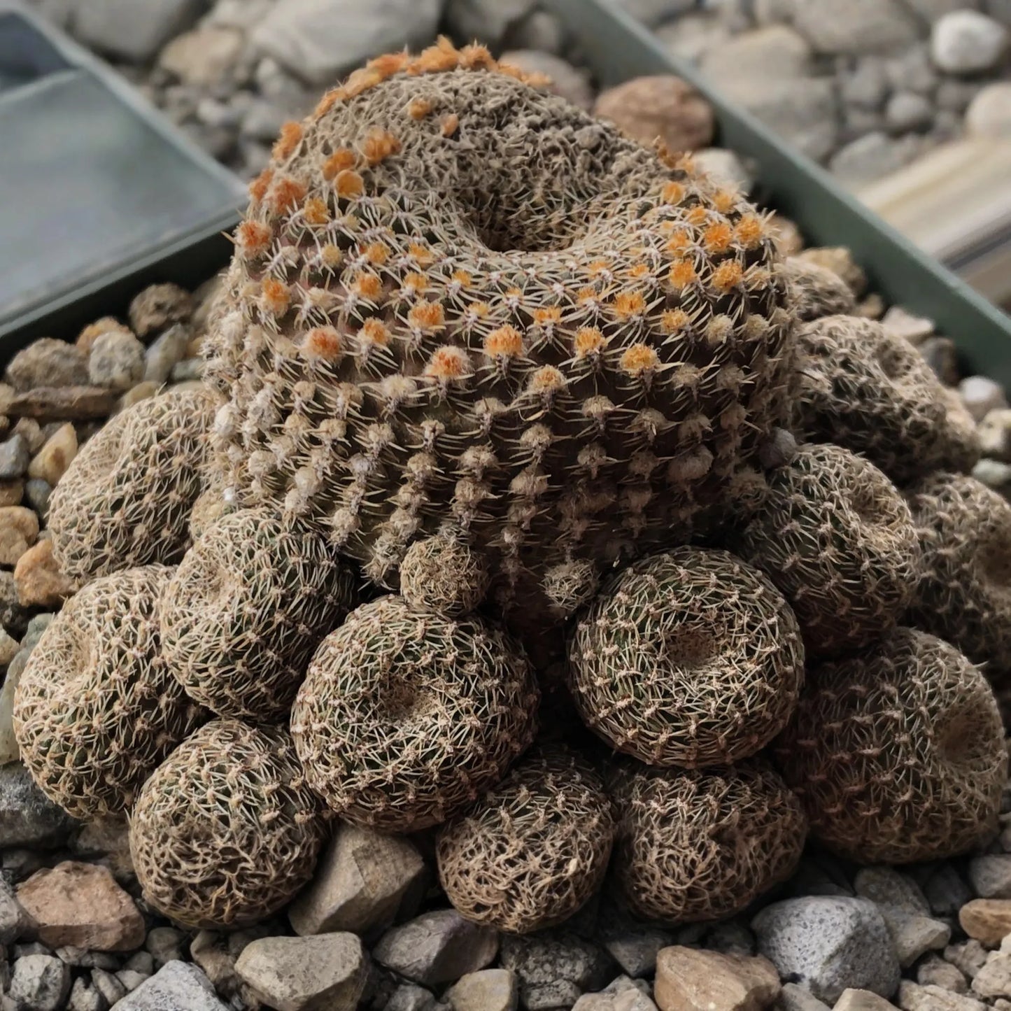 LOBIVIA FAMATIMENSIS CRISTATA purple - Rare Grafted Cactus, Brain Coral Shape, Orange Blooms