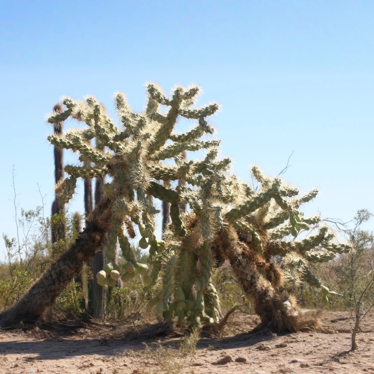 Opuntia Fulgida Cactus - 2 Fresh Cuttings (6-9 Inches) | Chain Fruit Cholla | Treated with Rootone for Easy Rooting