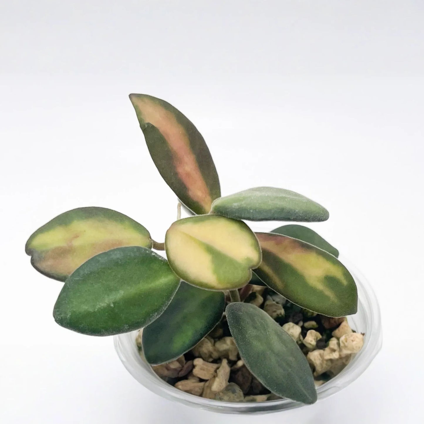 Uncommon Hoya Burtoniae Inner Variegated - Exact Plant "A" in 4" Hanging Pot - Rare Variegated Hoya Houseplant