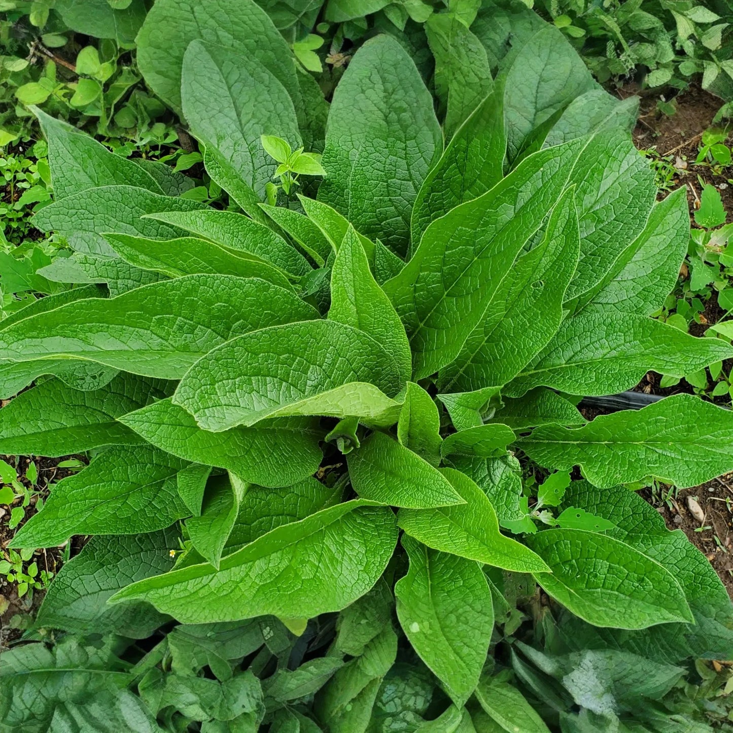 Large Live Russian Comfrey Crown Cuttings - Bocking #14 (5 Pack), 1-2" Shoots & Roots, Freshly Dug, Soil Builder, Permaculture Plant