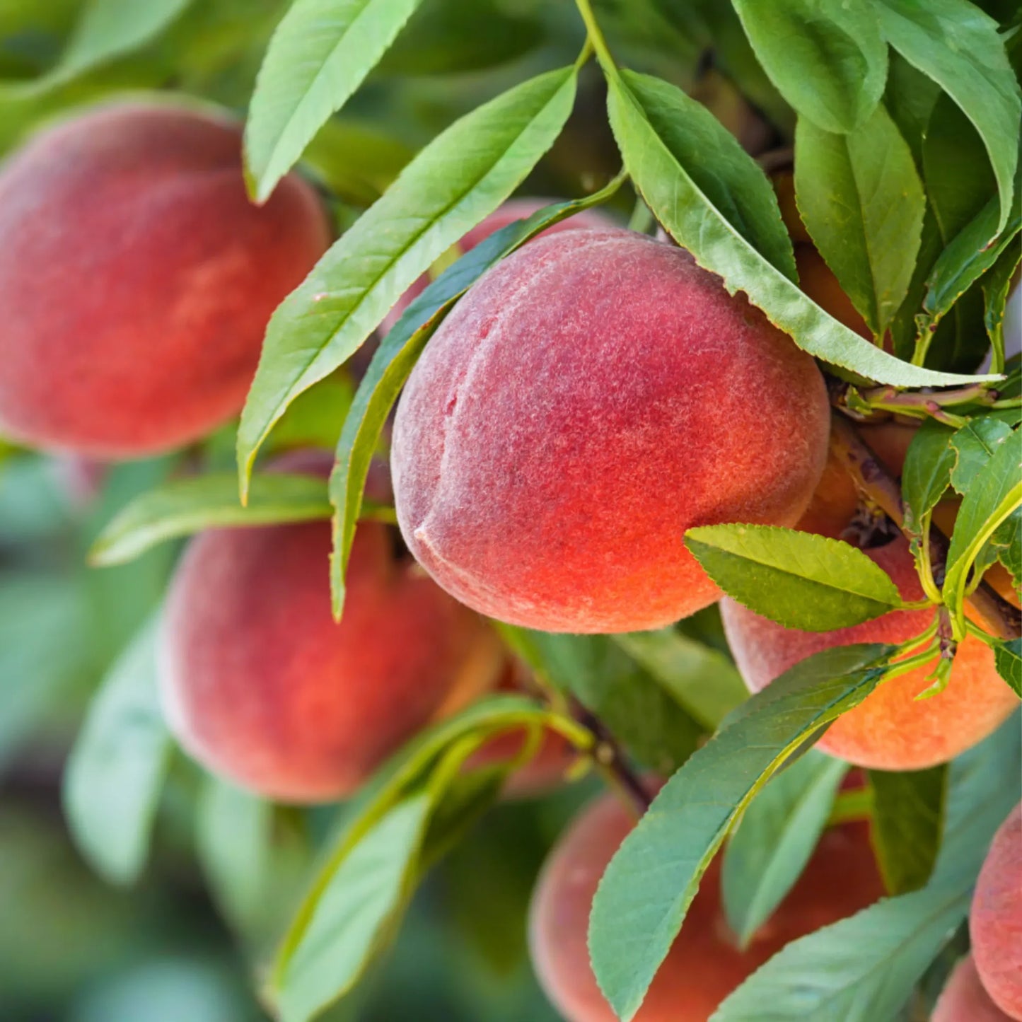 3 Reliance Peach Fruit Tree Scion Cuttings 10-12" Non-Rooted for Grafting or Rooting