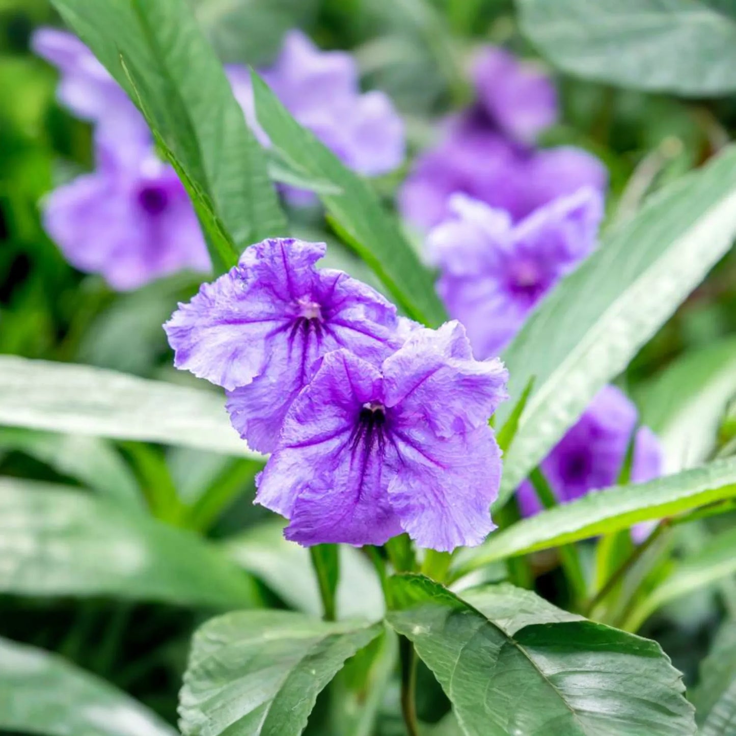 Mexican Petunia 10 Fresh Cuttings - Perennial Butterfly & Hummingbird Magnet - Easy to Grow, Hardy Plant