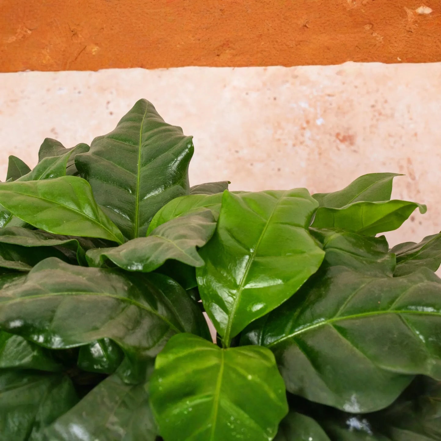 Arabica Coffee Plant | Live Rooted Starter | Grow & Brew Your Own Coffee | Indoor and Outdoor | Great Gift for Coffee Lovers
