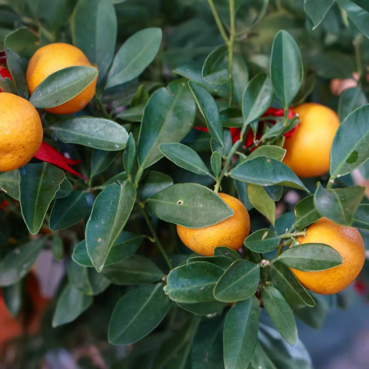California Navel Orange Cuttings | 5 Pieces | Grow Your Own Fruit Tree | Healthy, Fresh Cuttings | Perfect for Backyard Garden