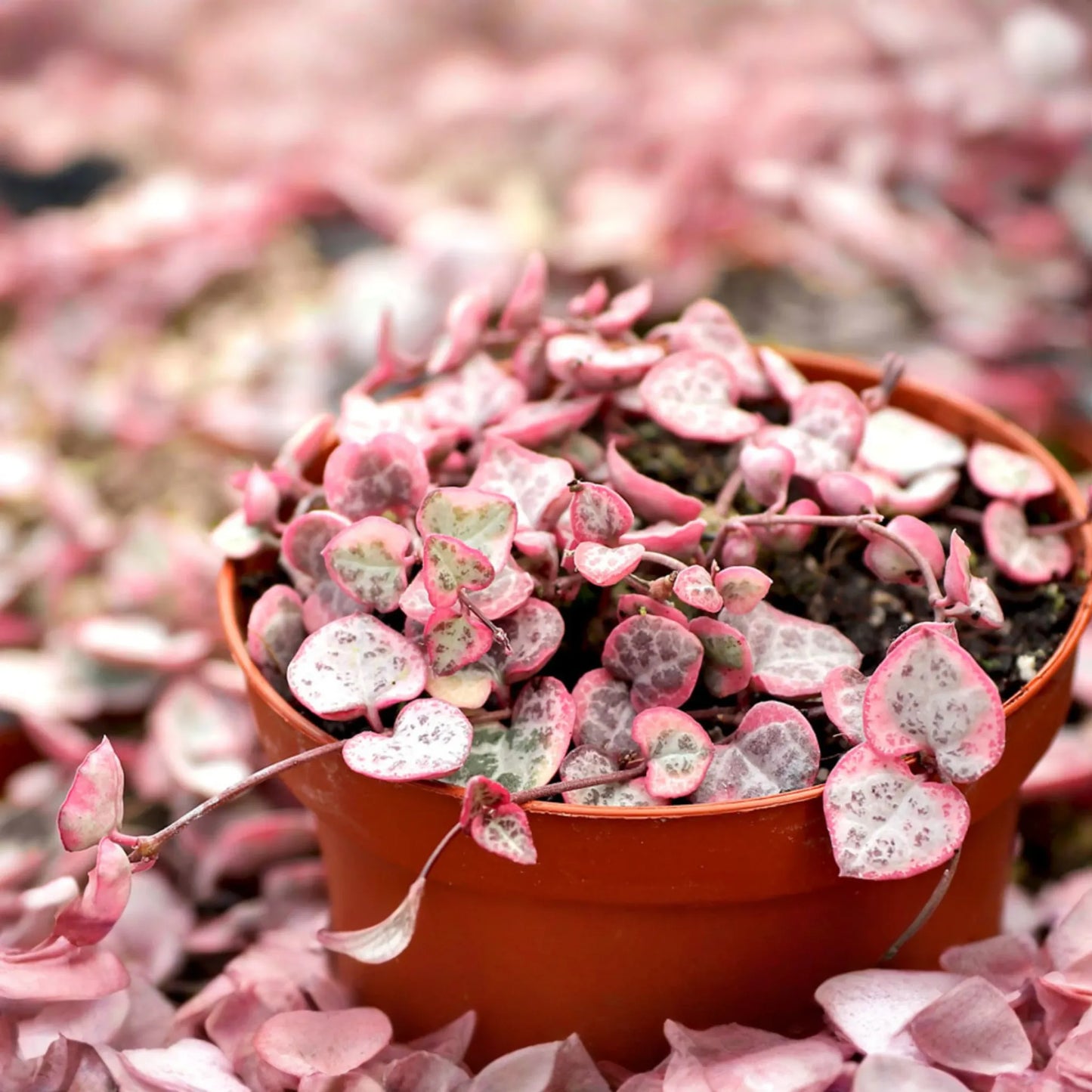 Variegated String of Hearts Cutting - Ceropegia Woodii in Prop Cup, Easy to Grow