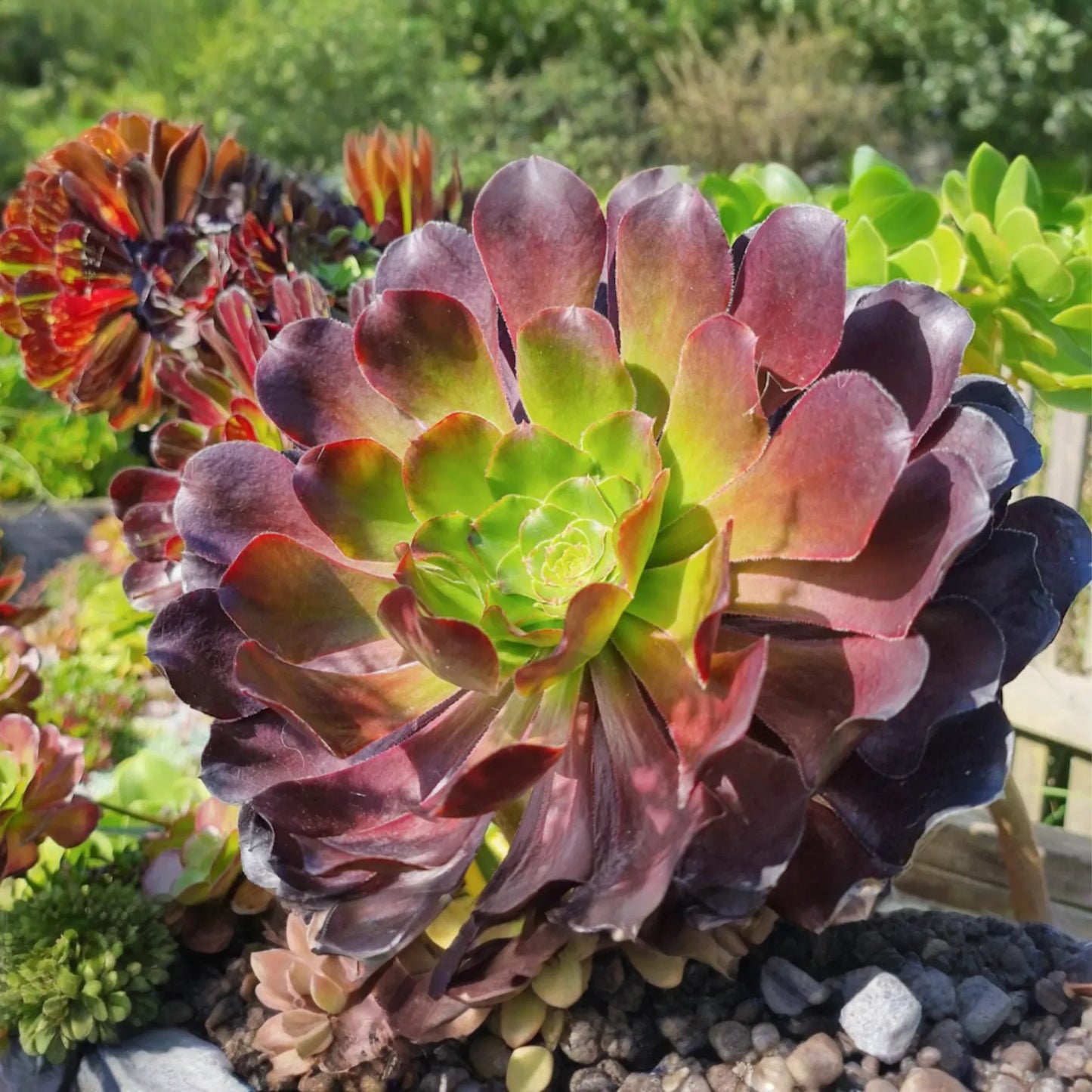 Aeonium "˜Voodoo’ Cutting | Rare Succulent with Deep Purple Rosettes | Easy to Grow