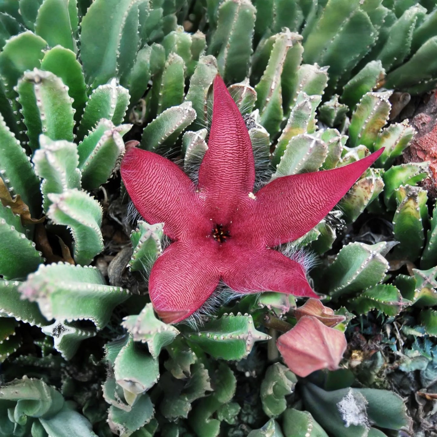 Stapelia Grandiflora Carrion Plant | 2 Starfish Plant Cuttings 6"-8" | Rare Succulent with Stunning Star-Shaped Flowers