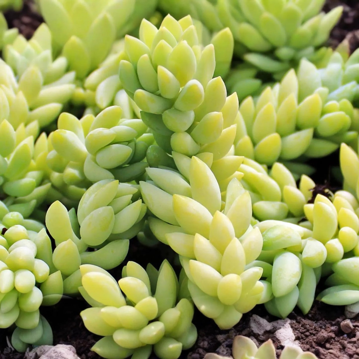 5" Donkey's Tail Succulent Cuttings (Sedum Morganianum) | 3 Fresh Burro’s Tail Cuttings | Trailing Succulent | Easy-Care Houseplant