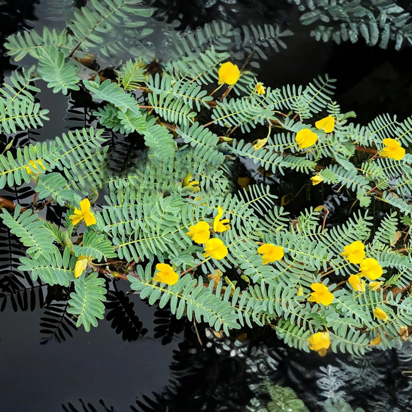 Botswana Wonder Sensitive Plant - Aeschynomene Fluitans | Tropical Aquatic Pond Plant | Floating Plant with Yellow Flowers