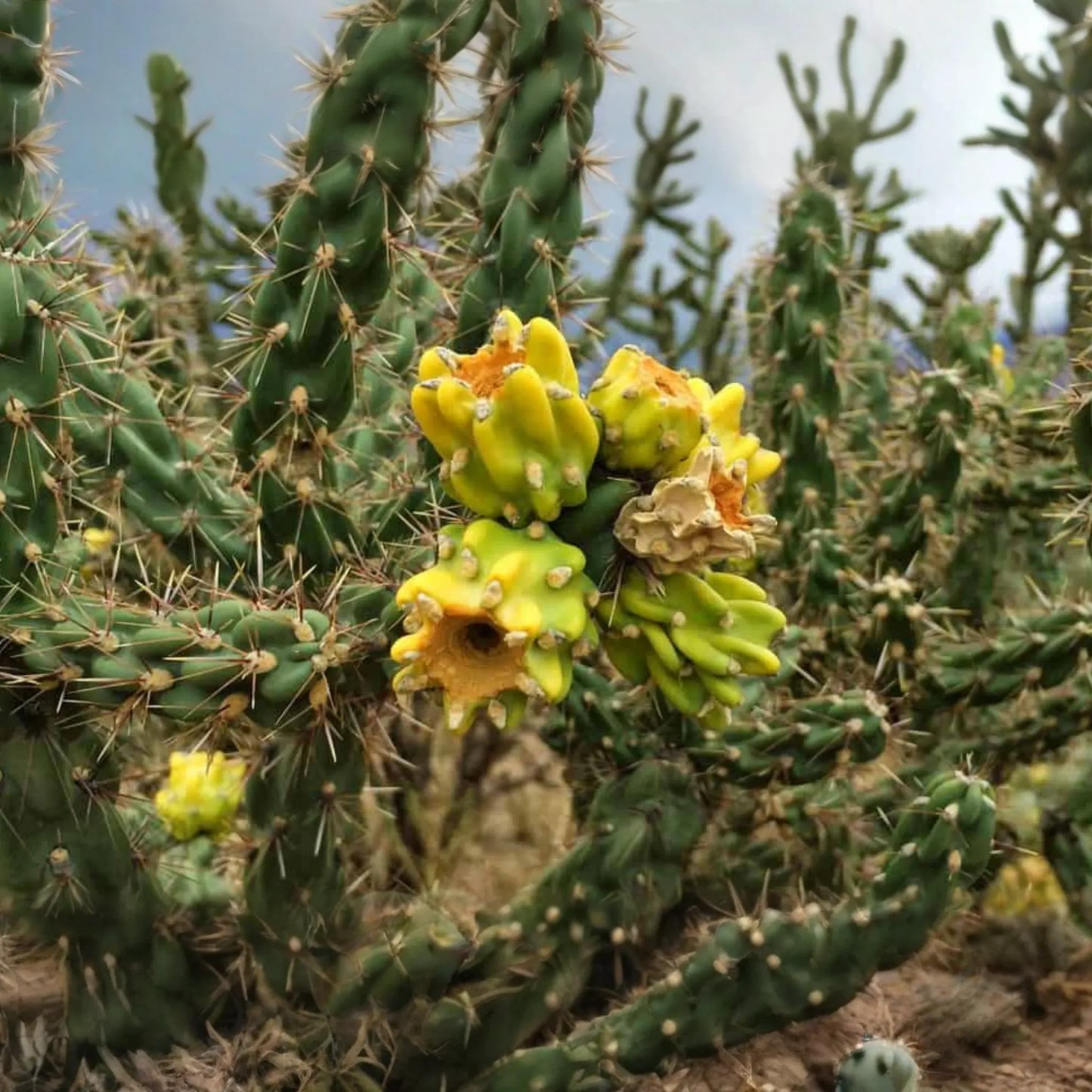 Jumping Cholla Cactus Live Cutting, Fast Growing, Evergreen, Full Sun, Arid Climate, Indoor/Outdoor, Unique Plant for Cacti Lovers