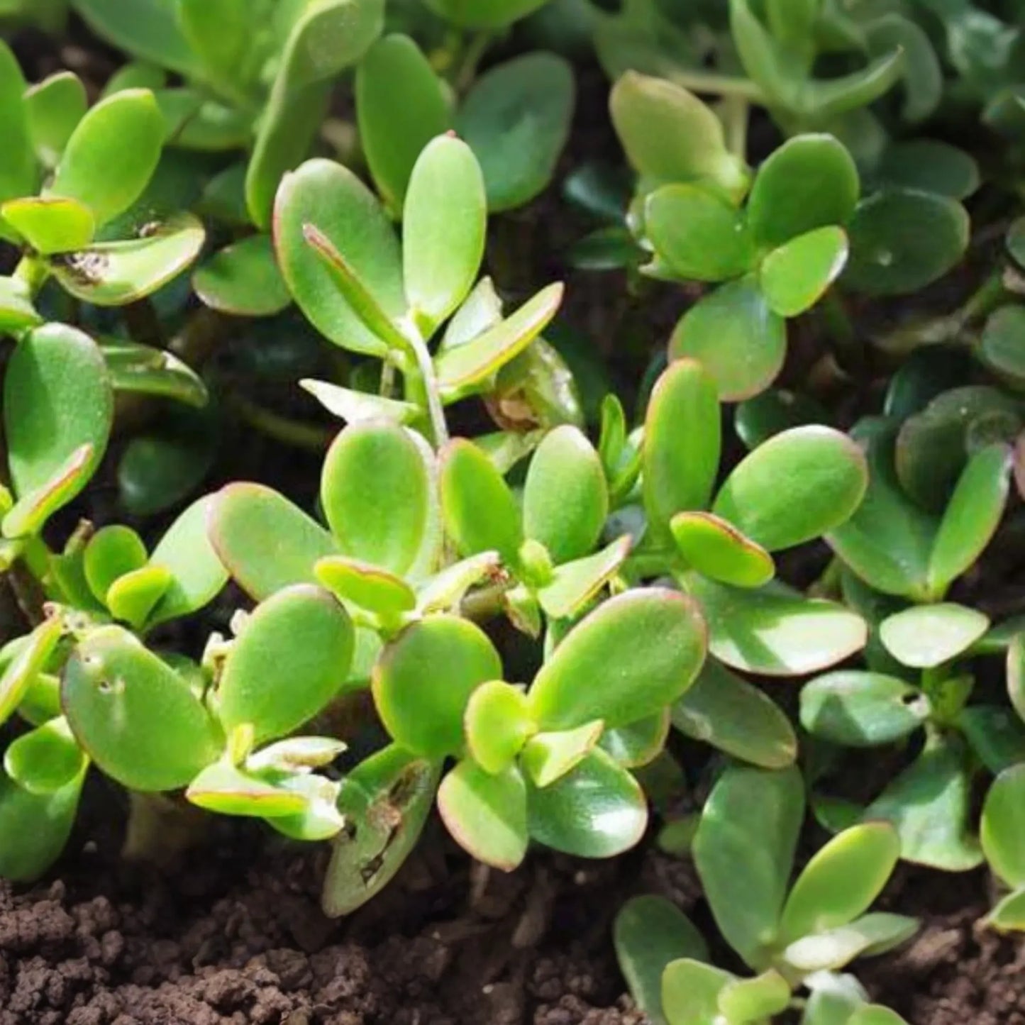 Crassula ovata Jade Plant Cuttings | 2 Unrooted Succulent Cuttings (3-5") | Easy Care Indoor Plant | Lucky Money Tree