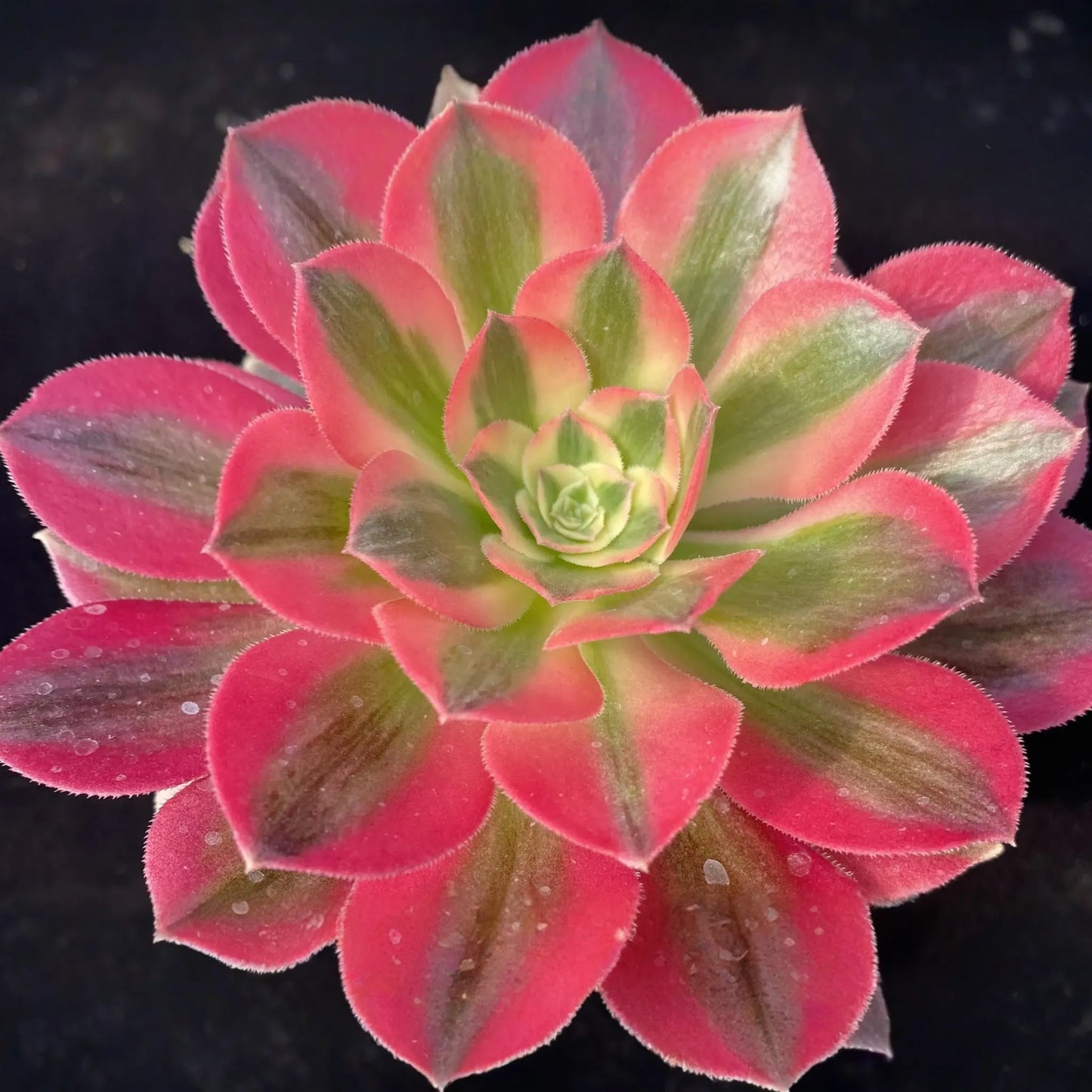 Aeonium 'Perfume Concubine' Cutting | Fresh Succulent Cutting | 2.5-Inch Rosette | Unique Collector Variety | Easy to Grow