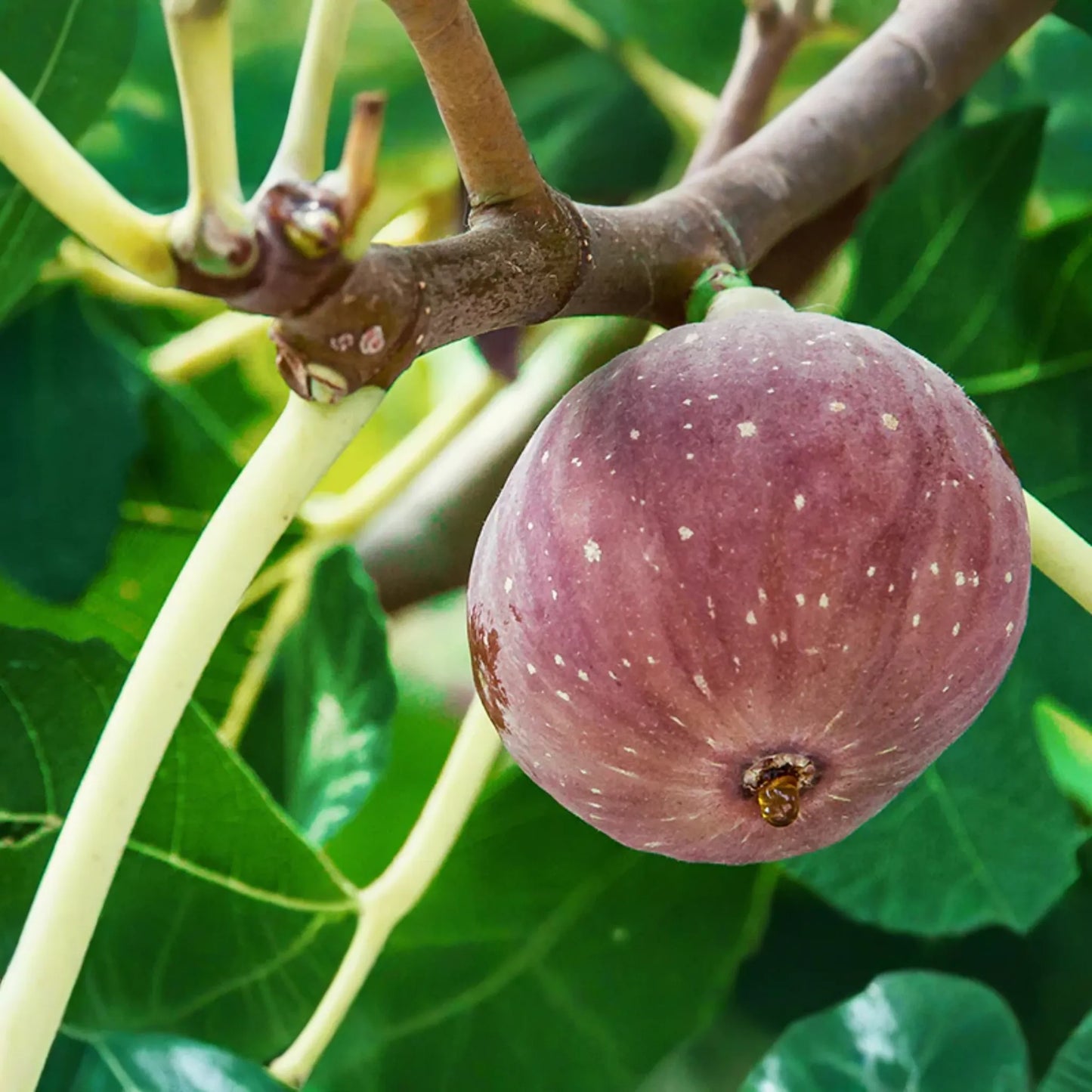 10 Chicago Hardy Fig Tree Cuttings 9"-10", 5+ Nodes Each, Cold-Resistant & Fast-Growing Fig for Temperate Climates