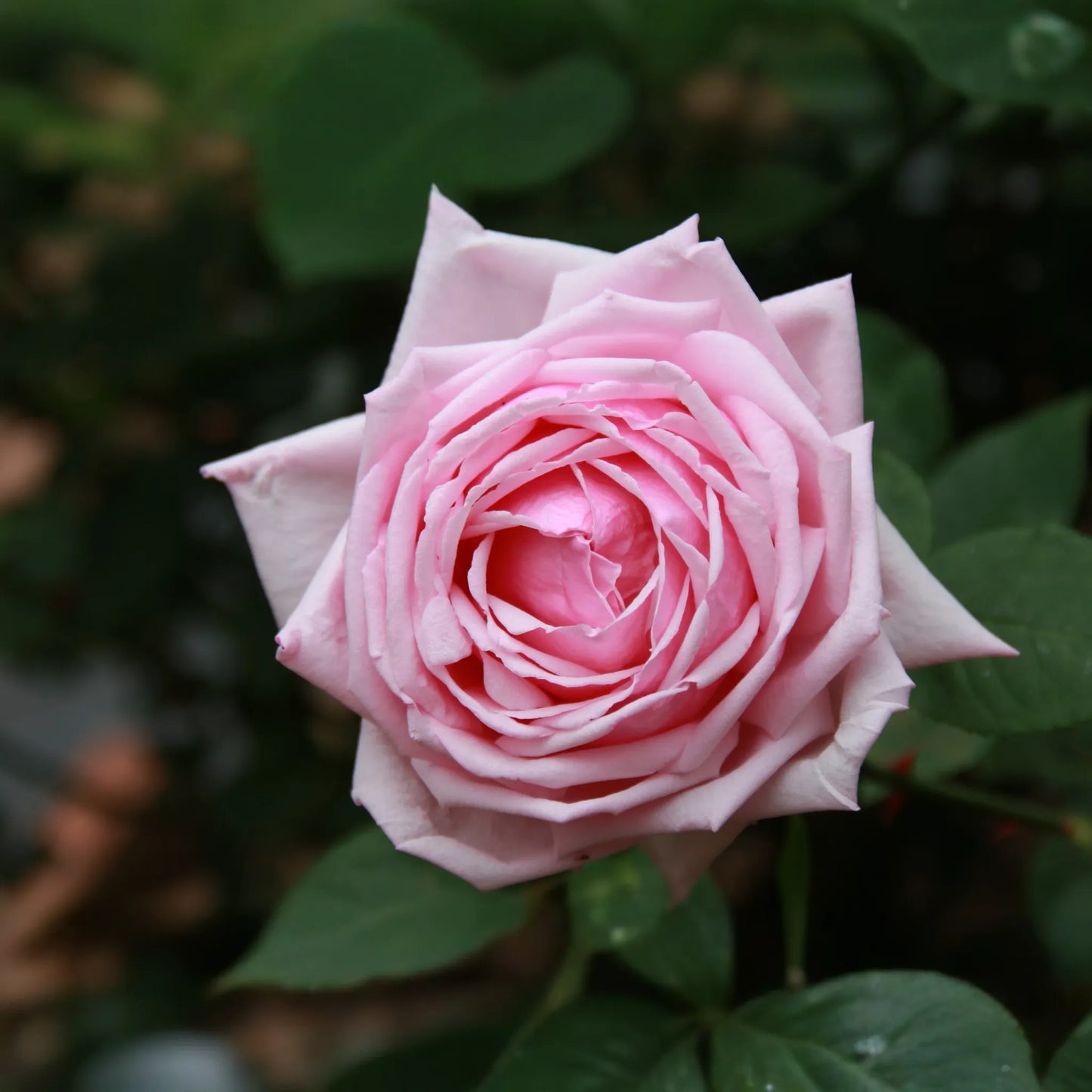 French Rose Cuttings (4) - Climbing Rose for Fences, Arches & Entryways, Elegant Victorian Garden Decor
