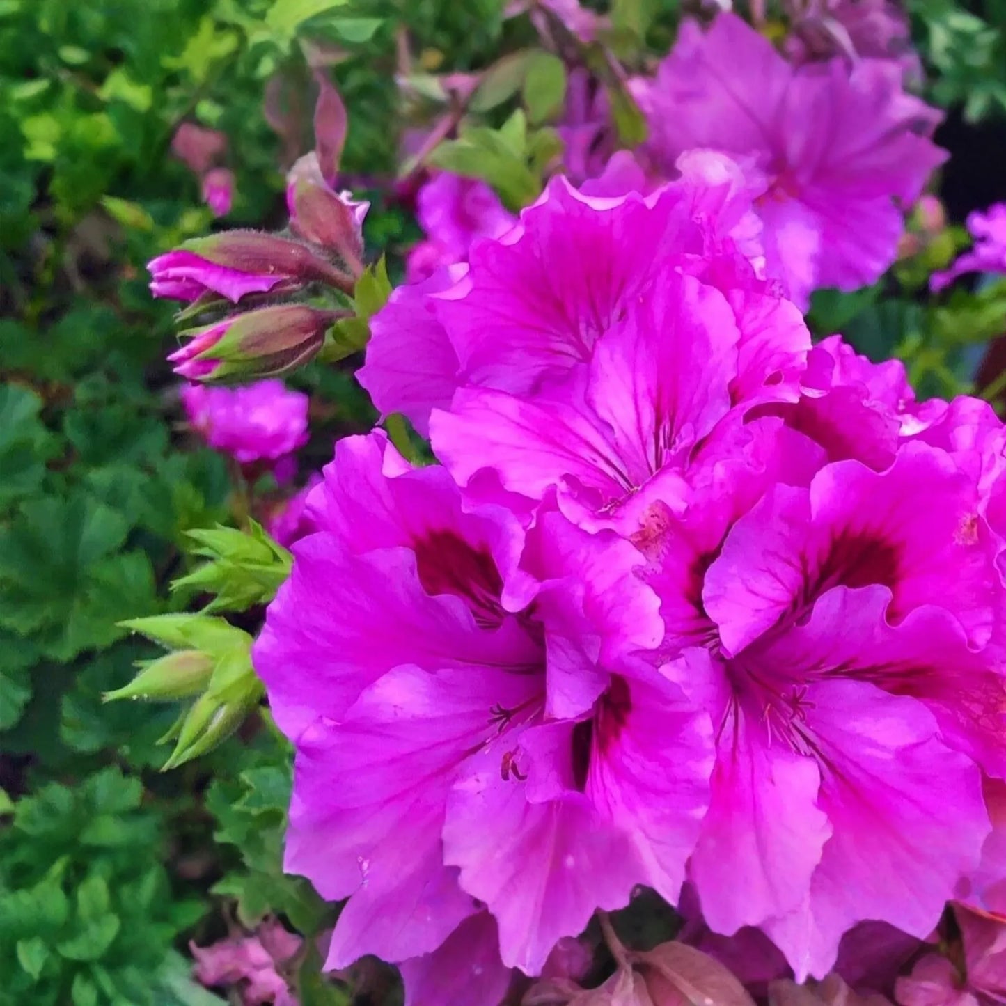 3 Stunning Purple Pink Pelargonium Regal Geranium 6" Live Plant Cuttings - Orchid-Like Flowers, Easy Care, Root & Grow Fast