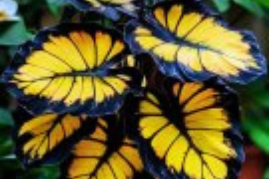 Sunburst Calathea Seeds – 25 Tropical Houseplant Seeds – USA Grown – – Easy Care – Striking Foliage – Indoor Garden