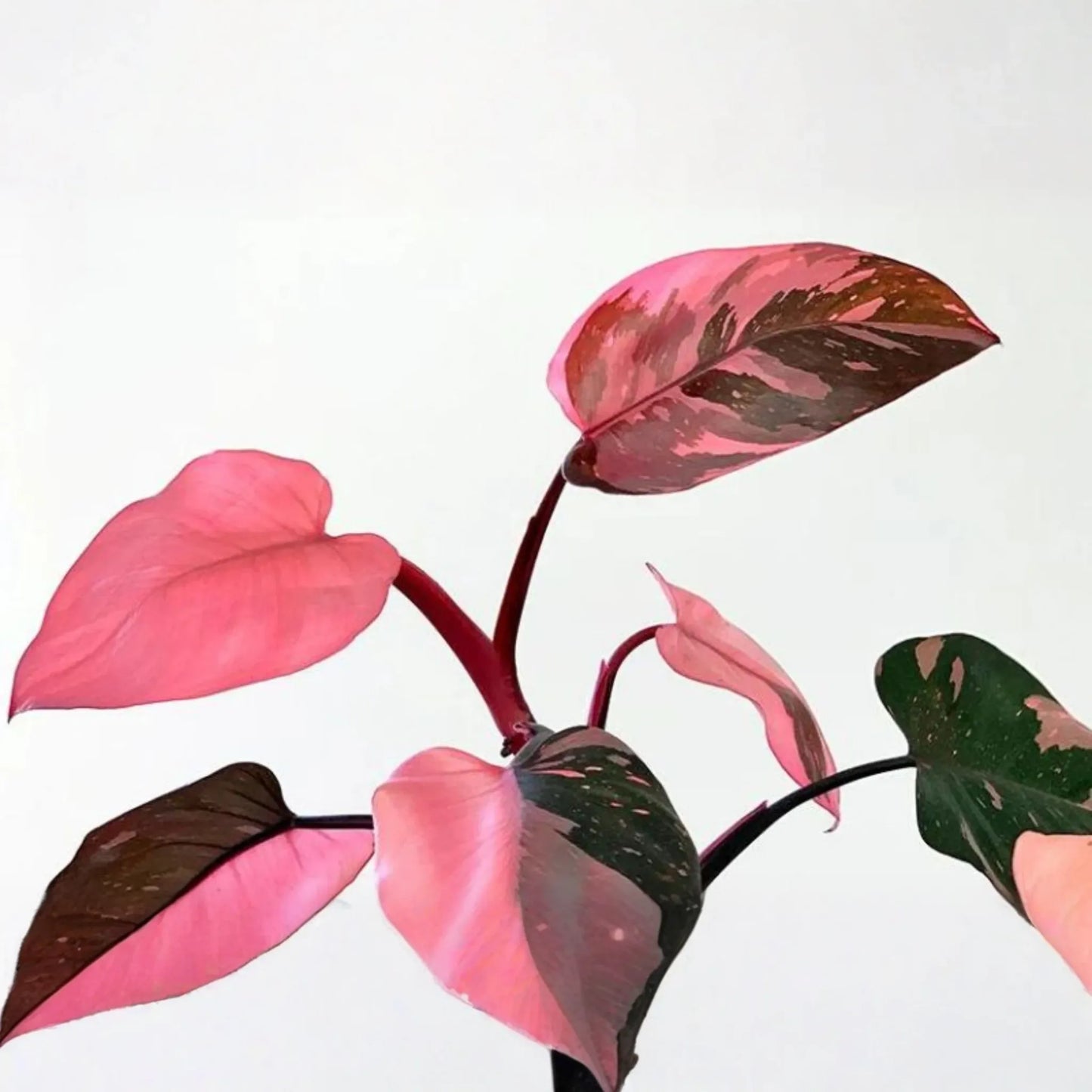 Pink Princess Philodendron High Variegation Cutting - Rare PPP Houseplant, Indoor/Outdoor