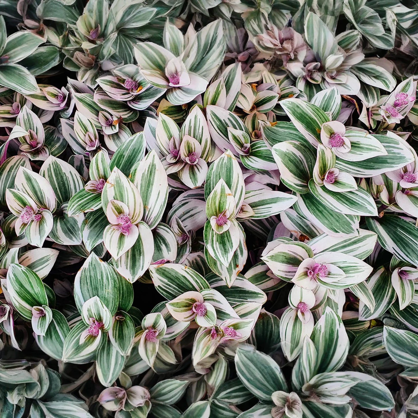 12 Fully Rooted Wandering Jew Cuttings | Tradescantia Zebrina | Healthy, Vibrant & Guaranteed to Grow | Indoor/Outdoor Houseplants