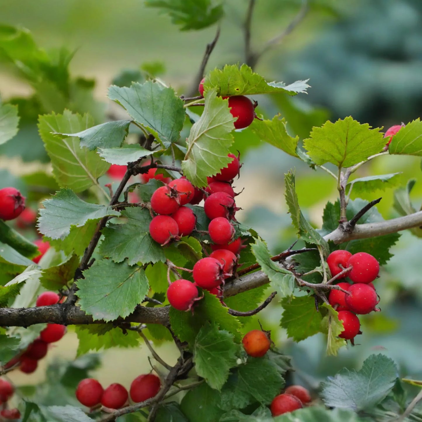 2 Live Mayhaw Trees 6" Seedlings - Heirloom Apple Hawthorn Fruit Tree - Crataegus aestivalis (USDA Zones 6-11)