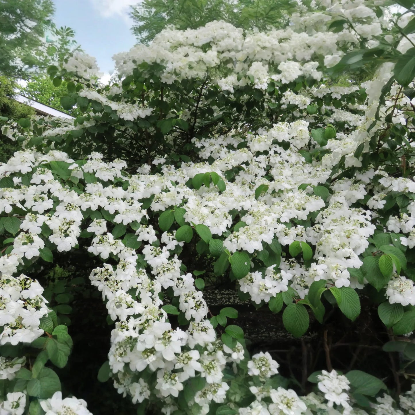 12-18" Judd Viburnum Shrub (Viburnum x juddii) - Fragrant Flowers, Colorful Foliage - Live Deciduous Plant for Zones 4-8