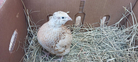 Jumbo Italian Quail Hatching Eggs