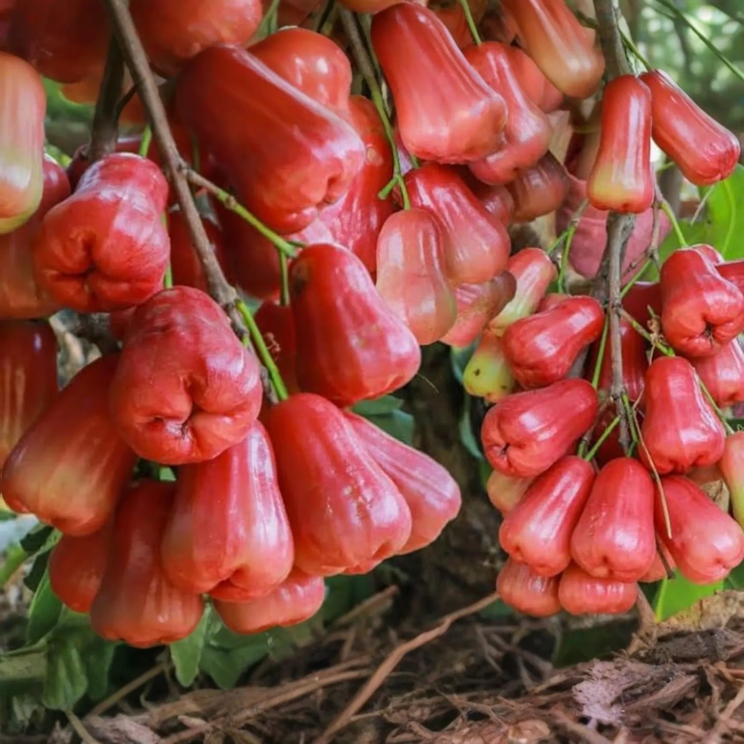 Pink Wax Apple Tree (Syzygium samarangense) Live Fruit Plant 1’-2’ Tall | Sweet Tropical Fruit Seedling