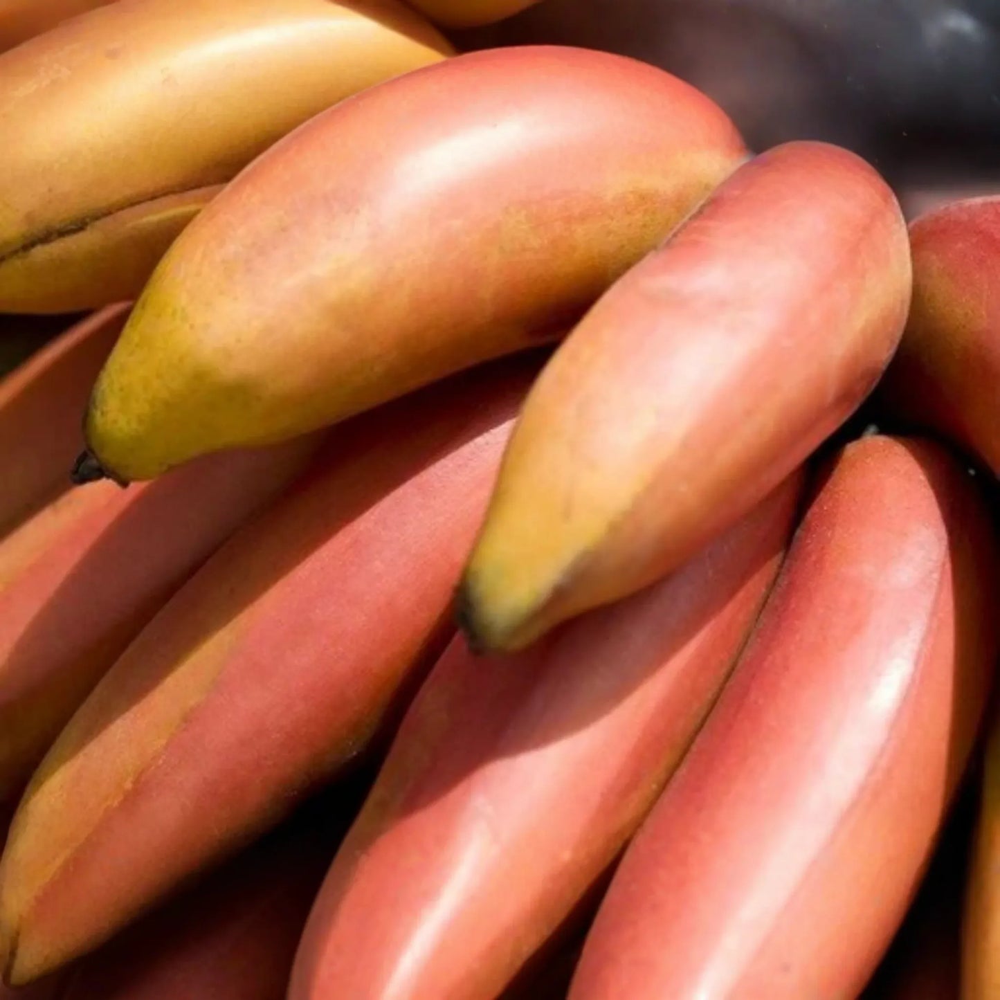 Red Banana Tree (Musa acuminata "˜Red Dacca’) Live Fruit Plant 10"-20" Tall | Exotic Sweet Tropical Bananas