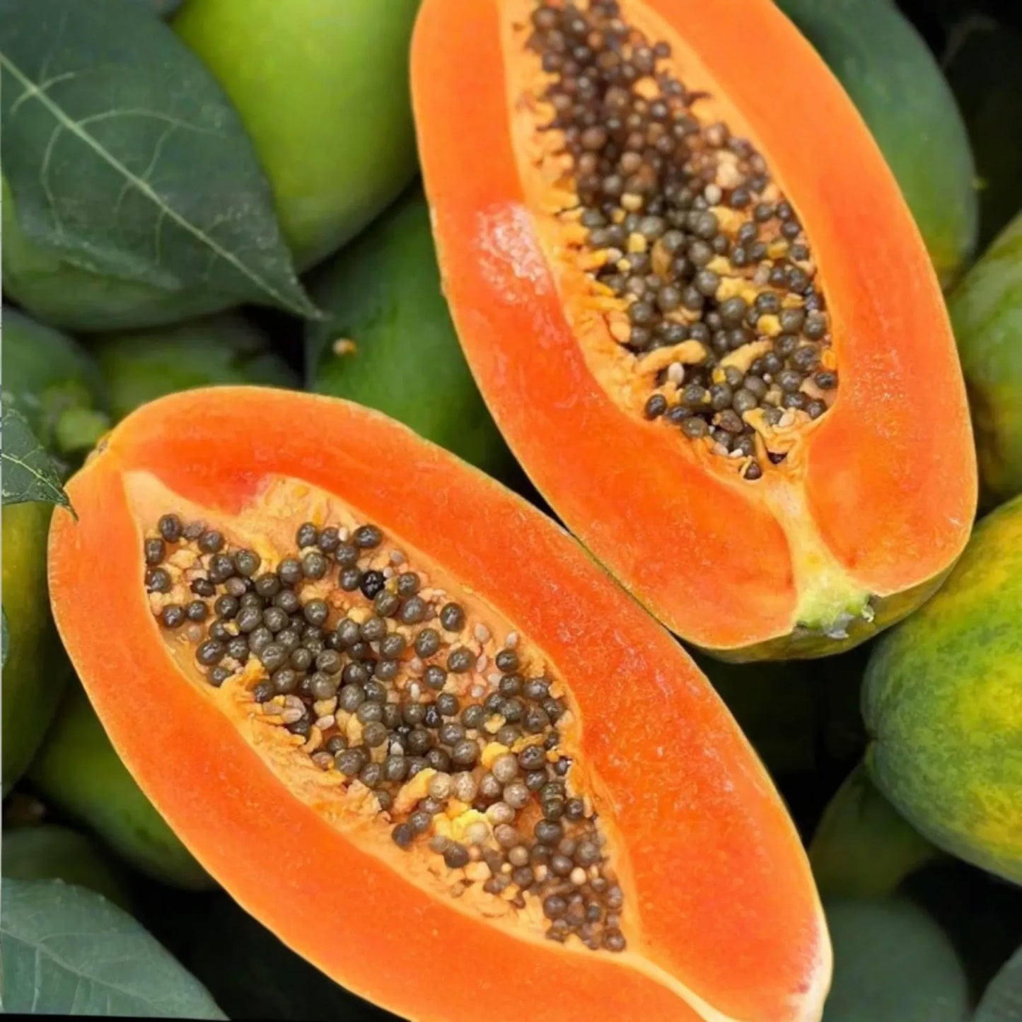 Papaya Tree (Carica papaya) Live Tropical Fruit Tree 1โ-2โ | Sweet Flavor, Juicy Texture, and Easy to Grow