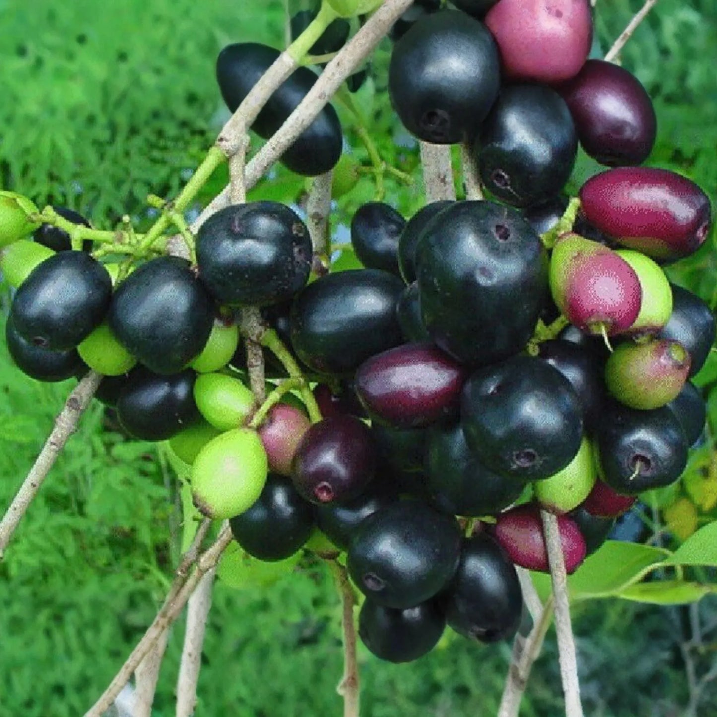 Black Java Plum Tree - Live Syzygium cumini 1β-2β Tall | Tropical Fruit Tree | Nutritious Plum for Culinary & Medicinal Use
