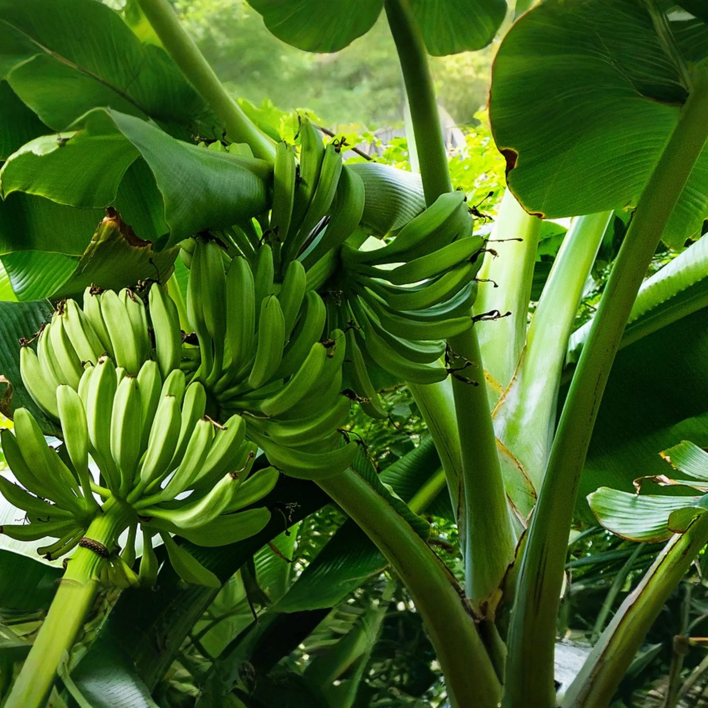 Plantain Starter Plant - Musa x paradisiaca Live Tropical Fruit Tree 1’-2’, Ideal for Growing Fresh, Nutritious, and Versatile Fruit at Home