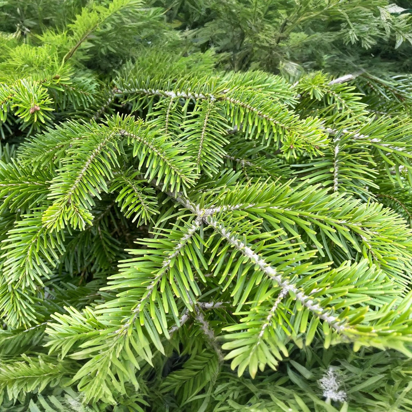 30 Seeds Abies Balsamea | Lake State Balsam Fir Seeds for Planting | Hardy Evergreen Tree | Fragrant Needles | Native Christmas Tree