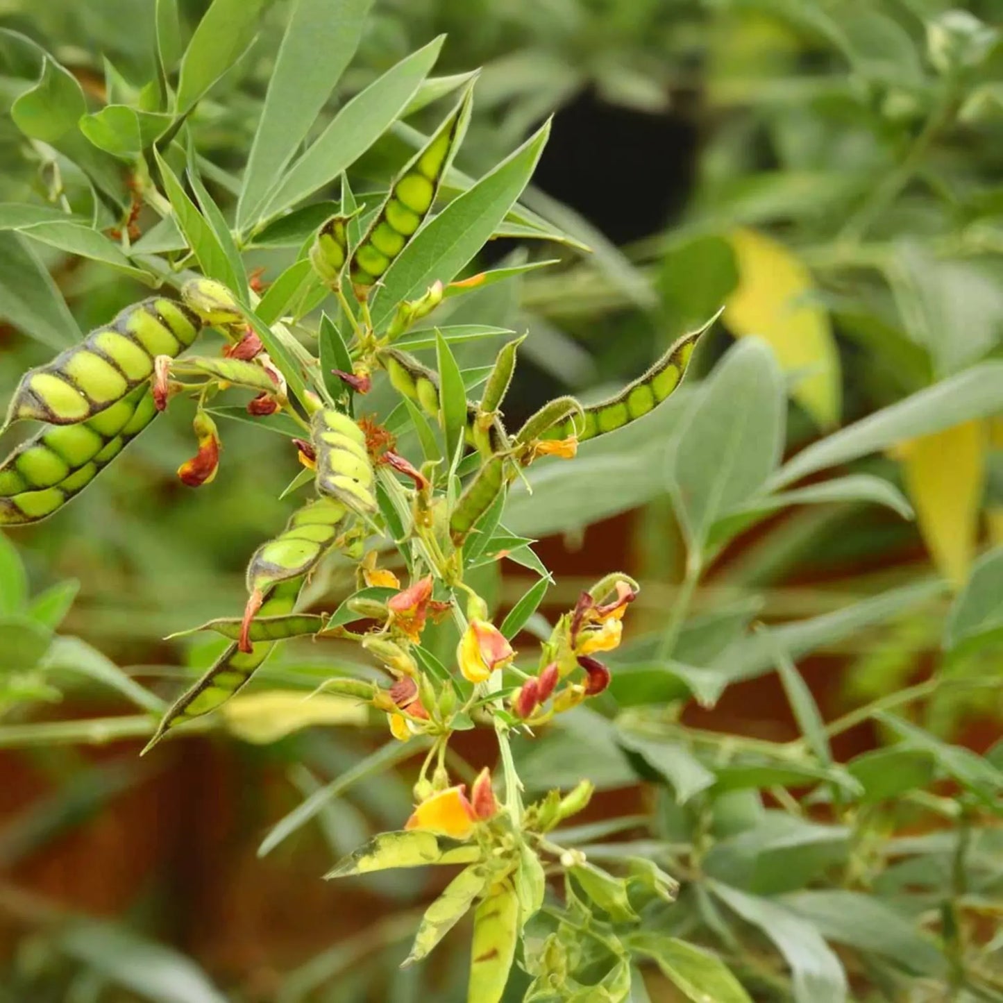 Pigeon Pea Starter Plant - Cajanus cajan 12"-24" | Tropical, Nutritious Legume for Garden