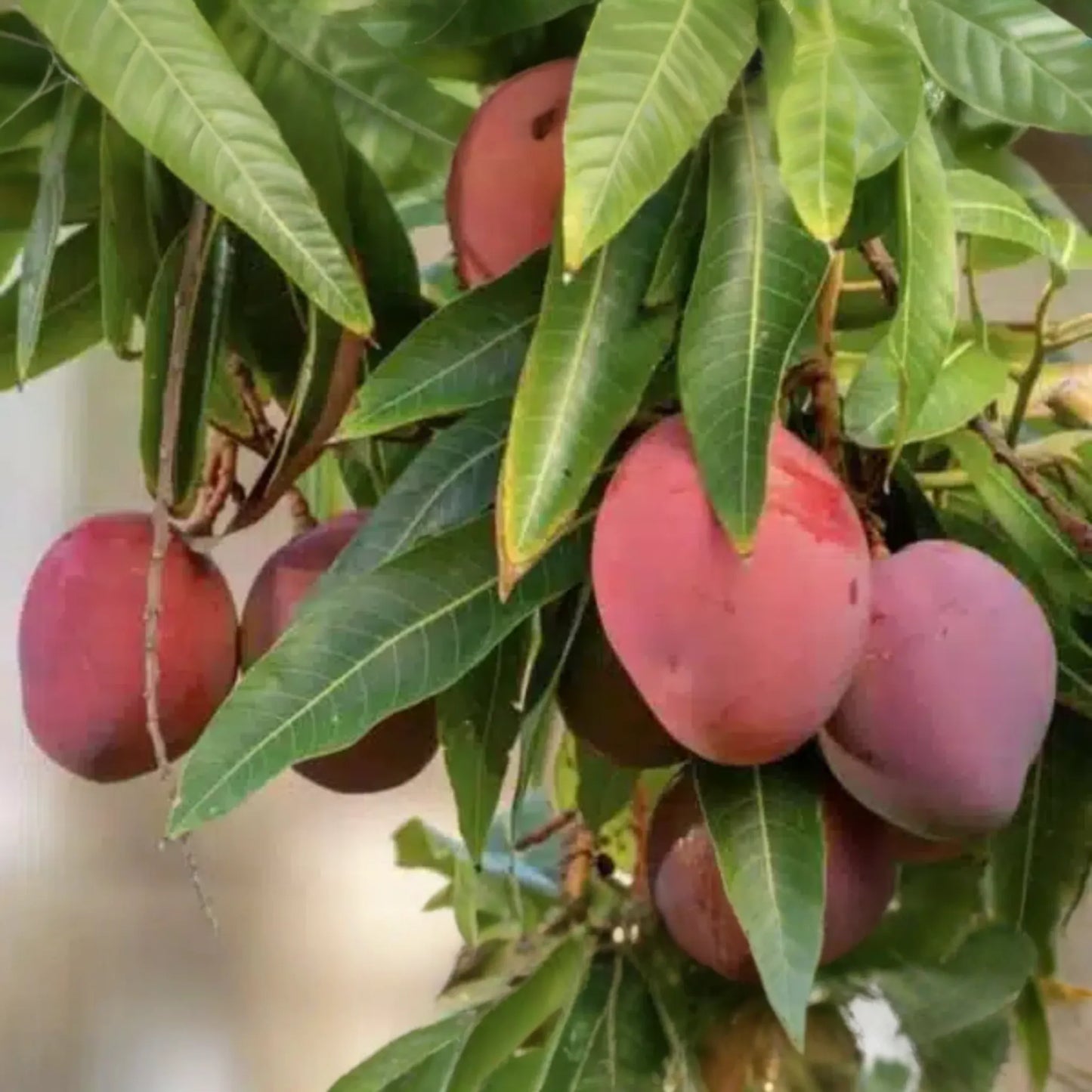Grafted Mango Haden Tree (Mangifera) Starter 3β-4β - Juicy, Sweet & Tangy Tropical Fruit Tree for Gardens