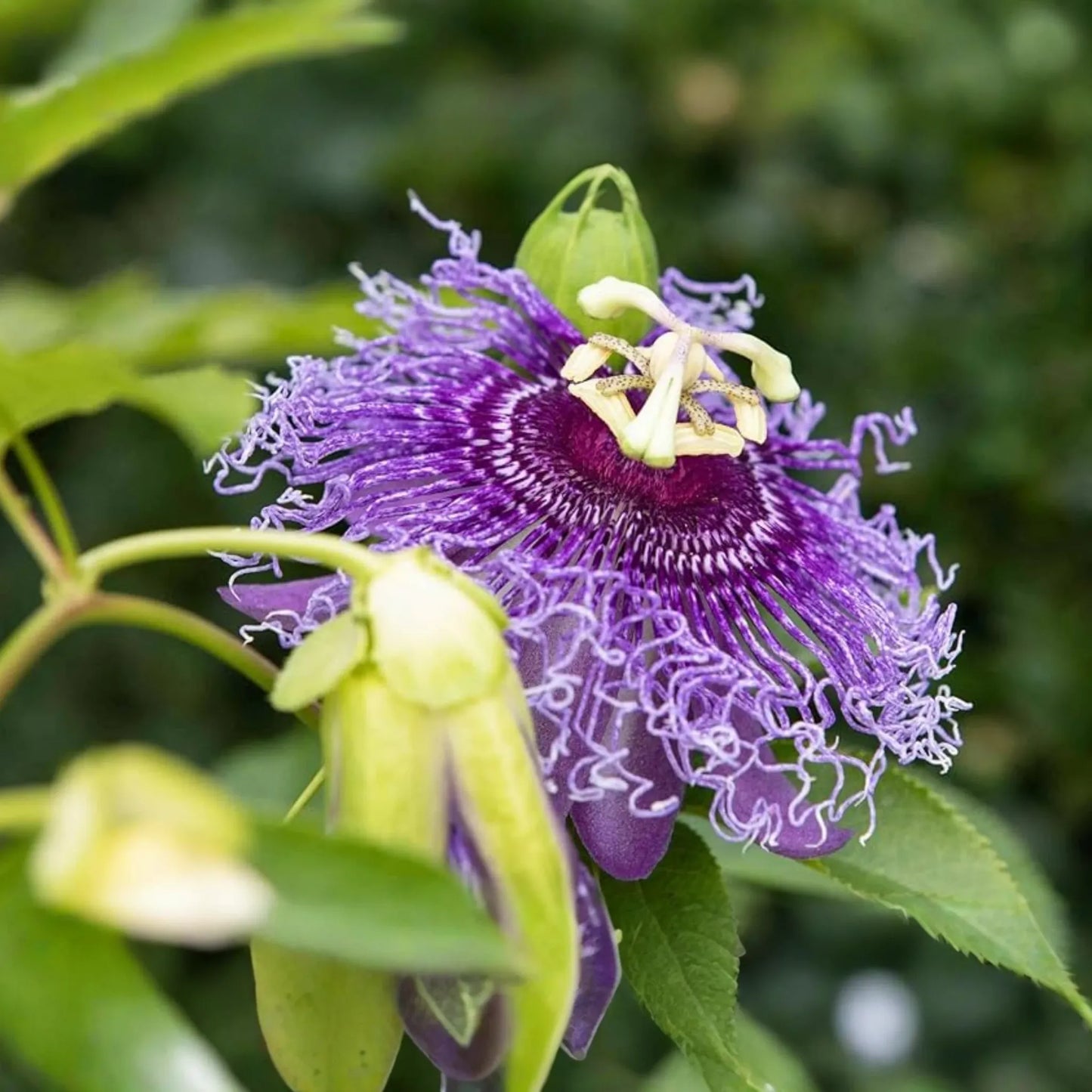 Purple Passion Fruit Plant (Passiflora edulis) Live 10-12" Starter Plant - Exotic Tropical Fruit for Garden & Culinary Use