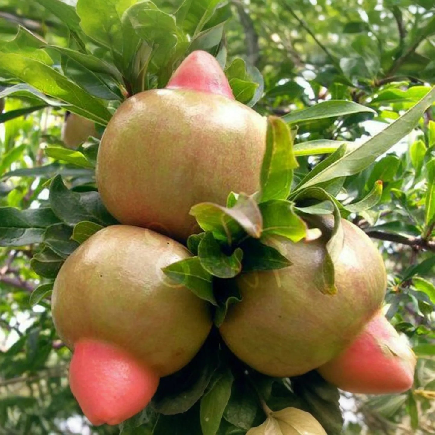 White Pomegranate Tree Live Starter Plant 12-24" | Sweet Tropical Fruit Tree | Low Maintenance & Drought Tolerant | USDA Zones 7-11