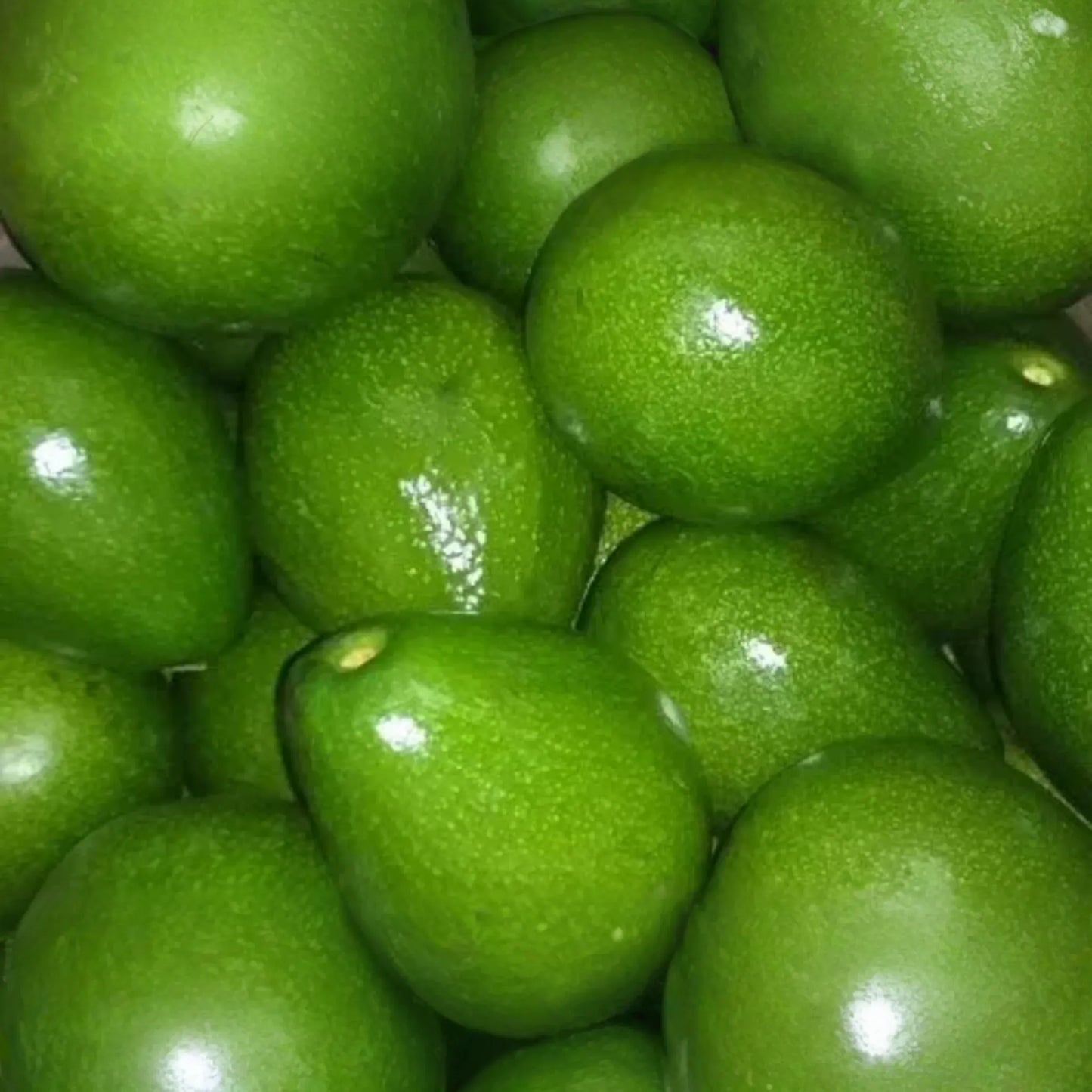 1 Grafted Don Ramon Avocado Tree Persea americana Live Starter Plant 12-24" | Fast Fruiting Tropical Variety | Creamy & Delicious Avocados