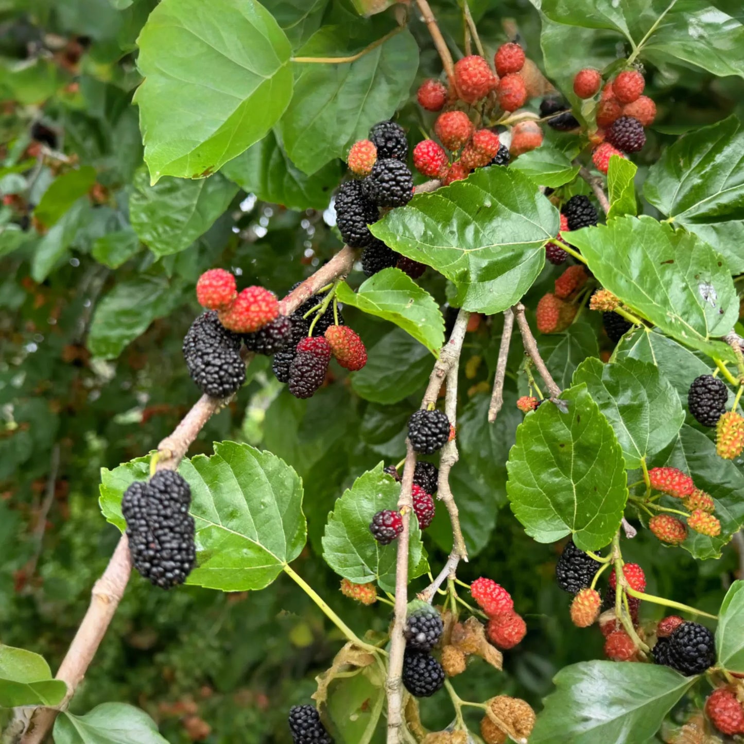 Mulberry Tree 1′-2′ Live Starter Tropical Fruit Tree | Morus | Sweet Berries | Perfect for Gardens | Easy to Grow & Nutritious