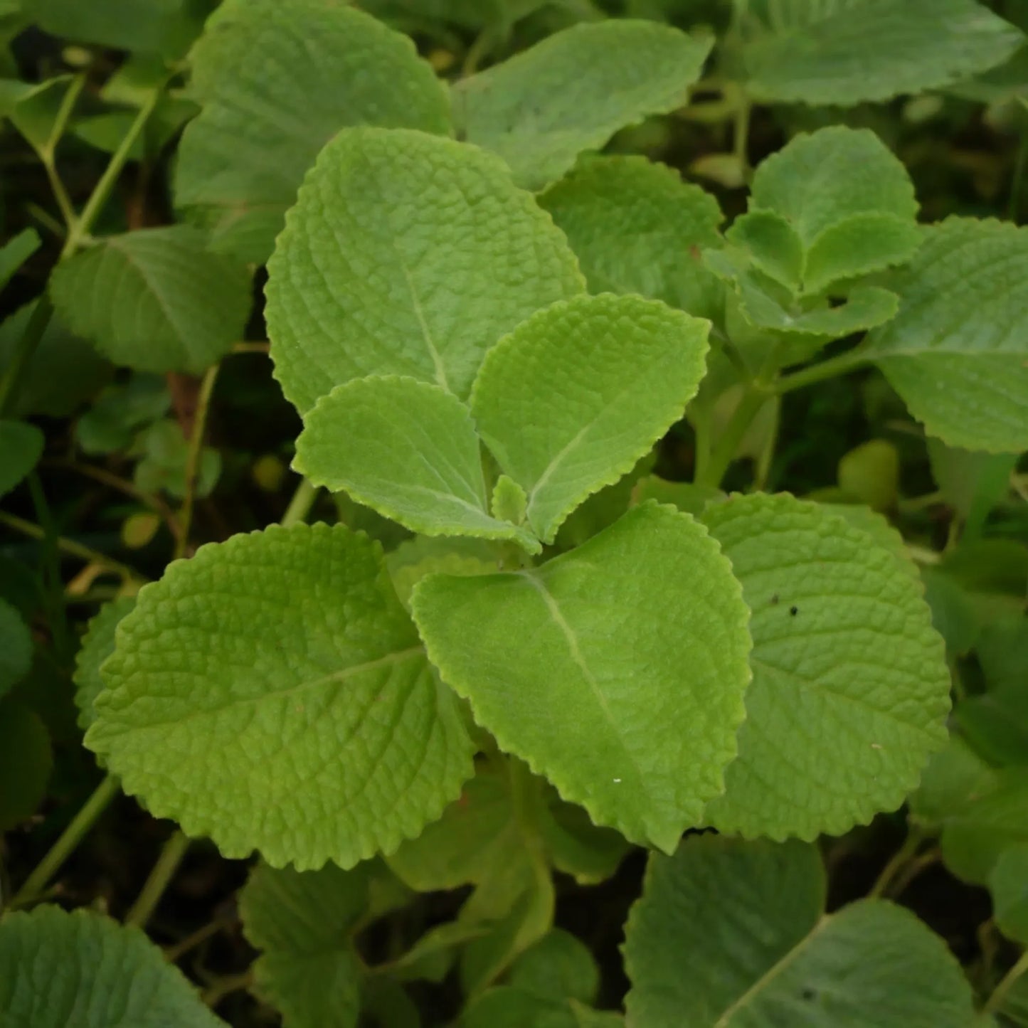 Indian Borage Live Tropical Herb 1'-2' Tall | Aromatic Succulent-Like Plant for Indoors or Gardens | Culinary & Medicinal Uses
