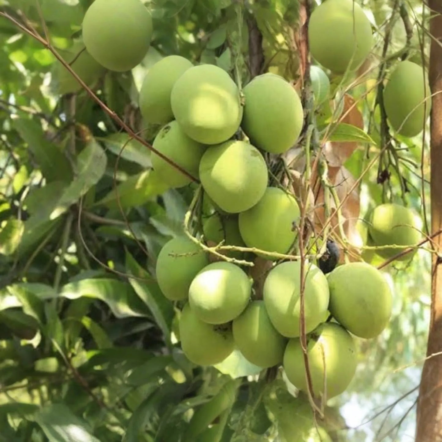 Big Grafted Colombo Kidney Mango (Mangifera indica) Live Tropical Fruit Tree 3'-4' | Sweet, Unique Mangoes | Easy to Grow Starter Plant