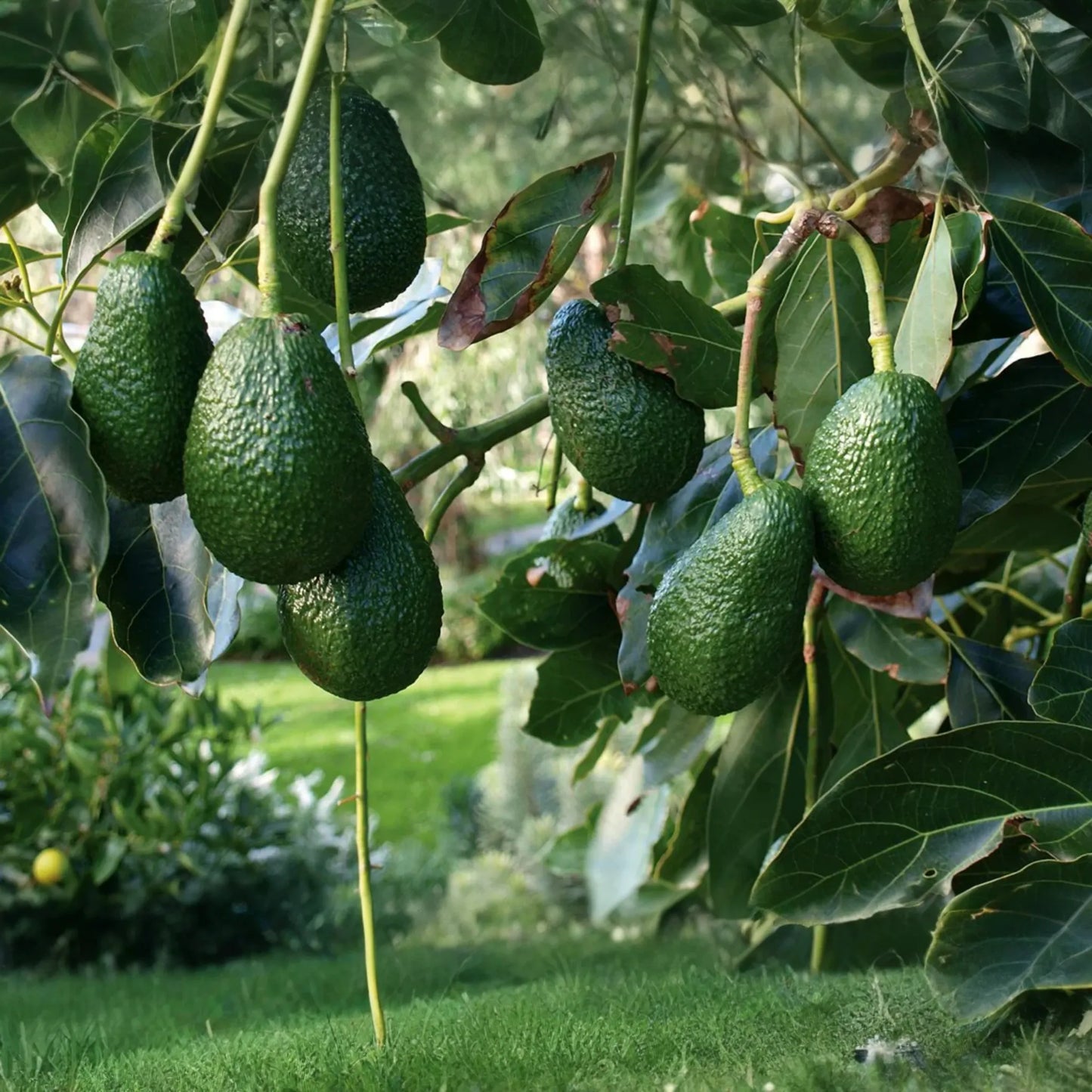Grafted Hass Avocado (Persea americana) Live Tropical Fruit Tree 12"-24" | Creamy Homegrown Avocados | Easy to Grow Starter Plant