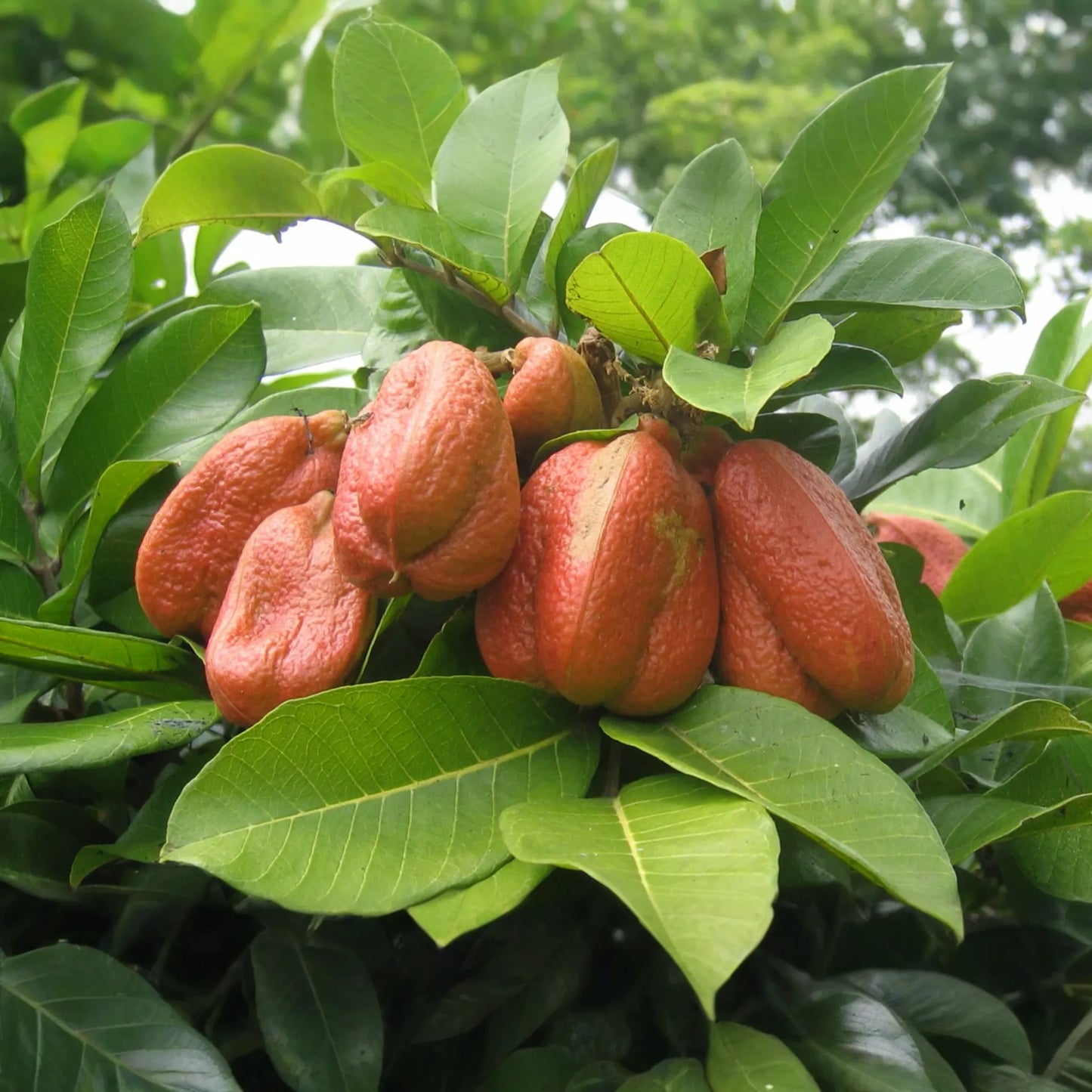 Ackee Starter Plant (Blighia sapida) Live Tropical Fruit Tree 12"-24" | Caribbean Culinary Treasure | Grow Your Own Exotic Tree