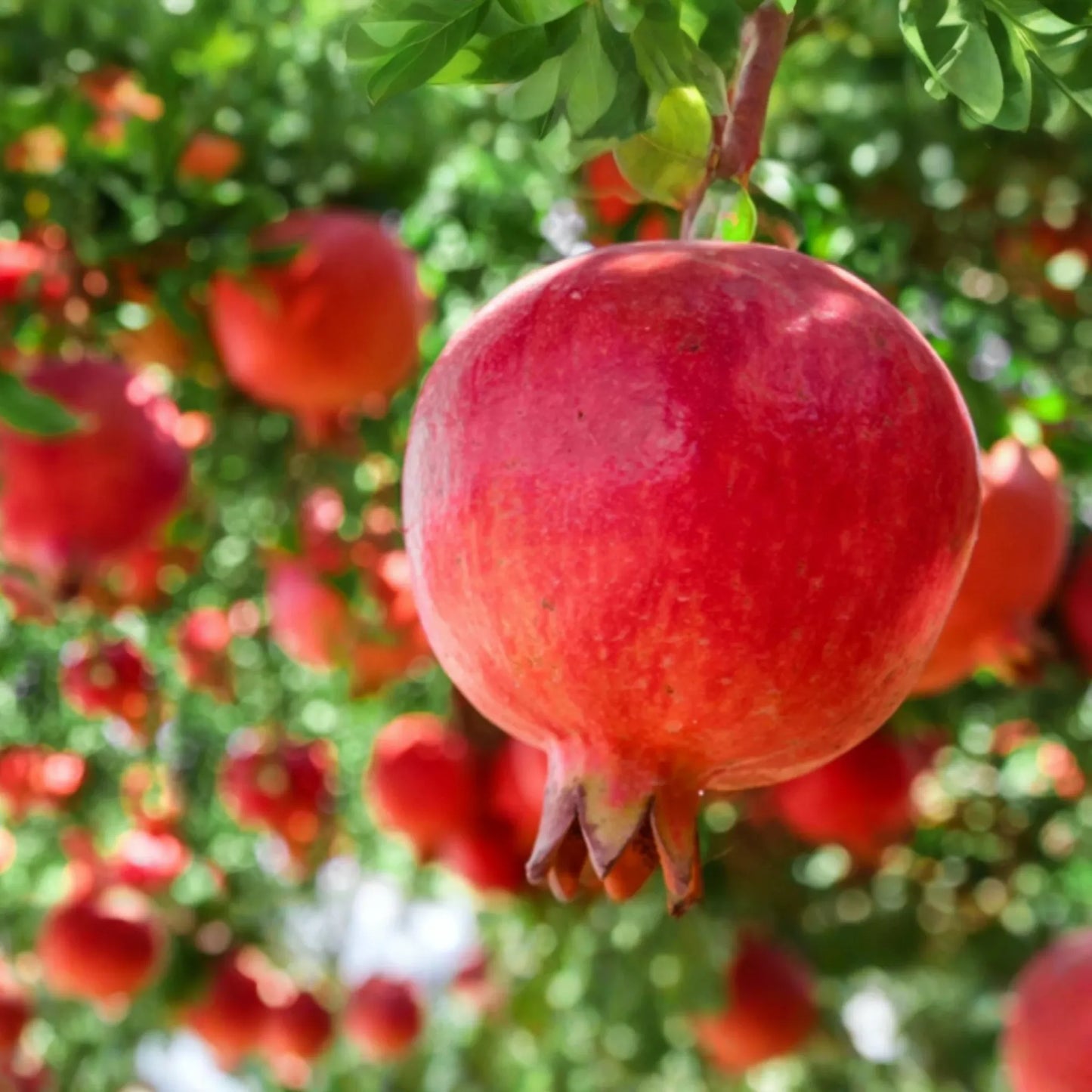 1 Pomegranate Tree (Punica granatum) Tropical Starter Plant 10"-24" | Hardy Fruit Tree for Gardens or Containers
